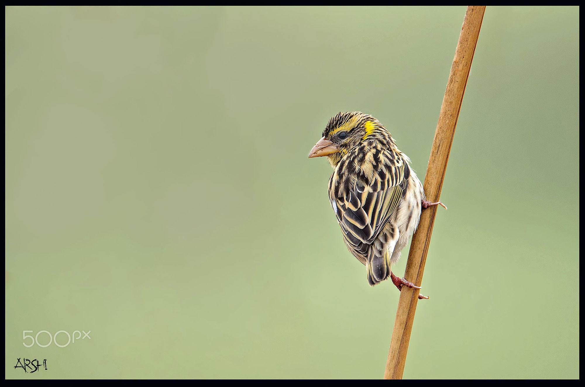 Black Breasted Weaver