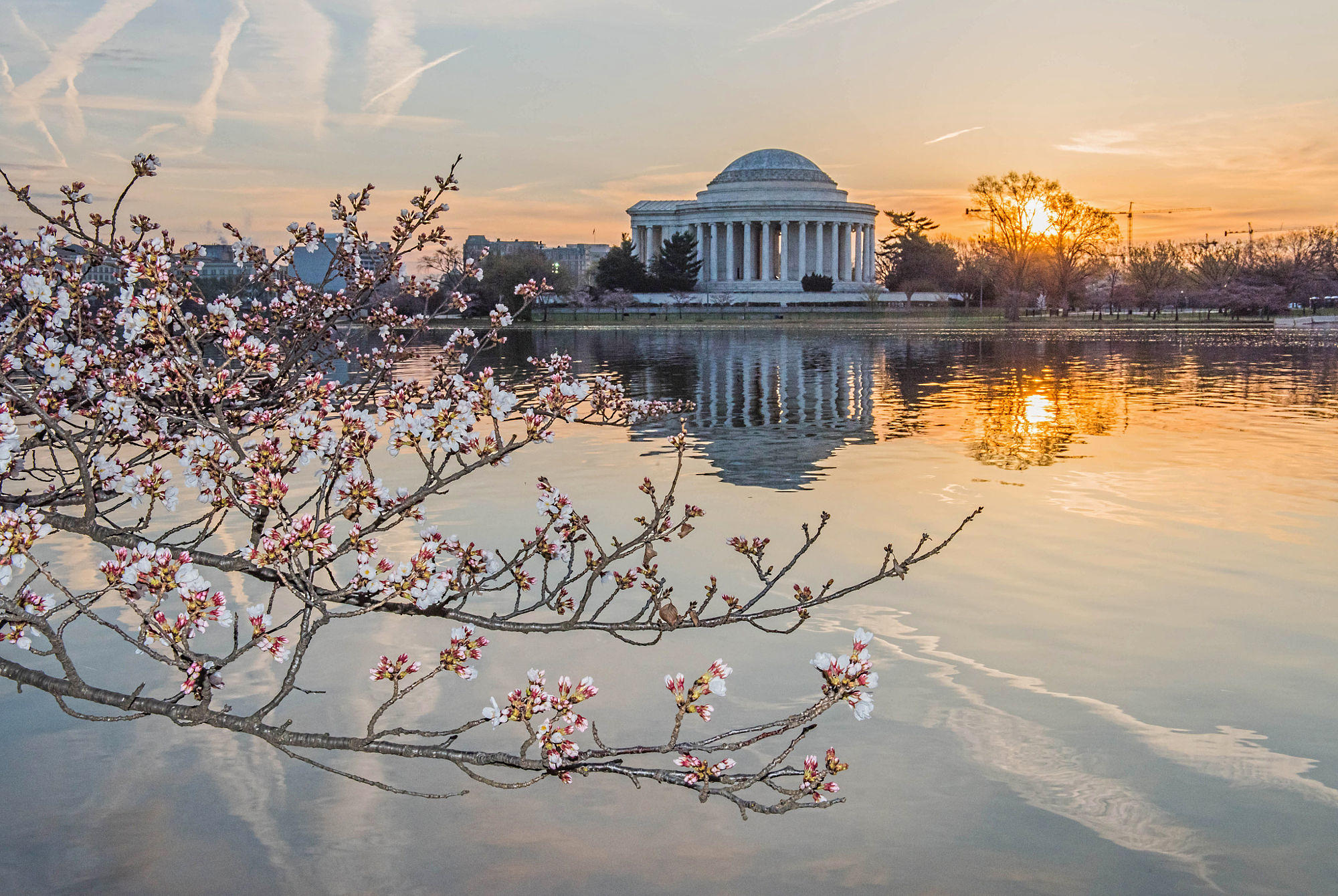 Cherry blossom