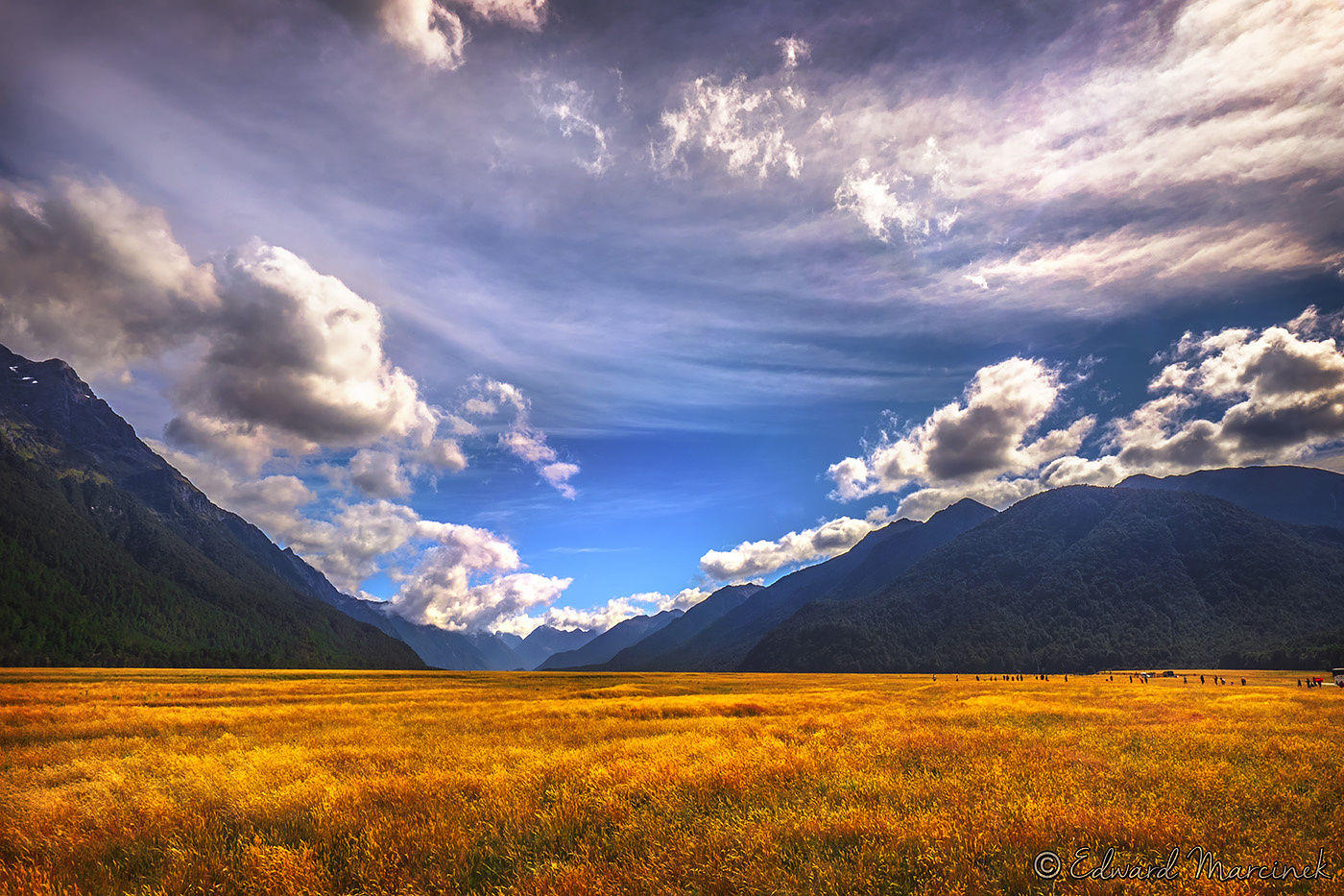 Golden Fields of New Zealand