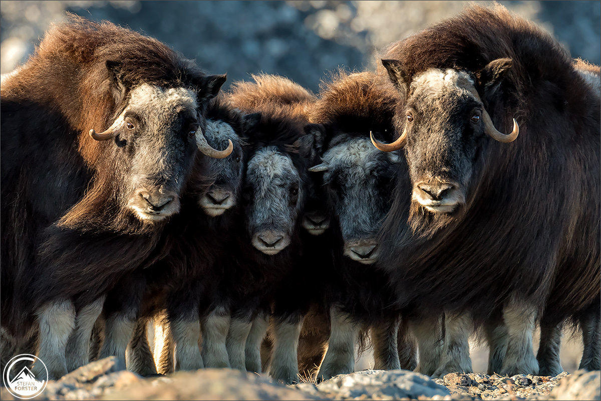 Guardian - Musk Ox