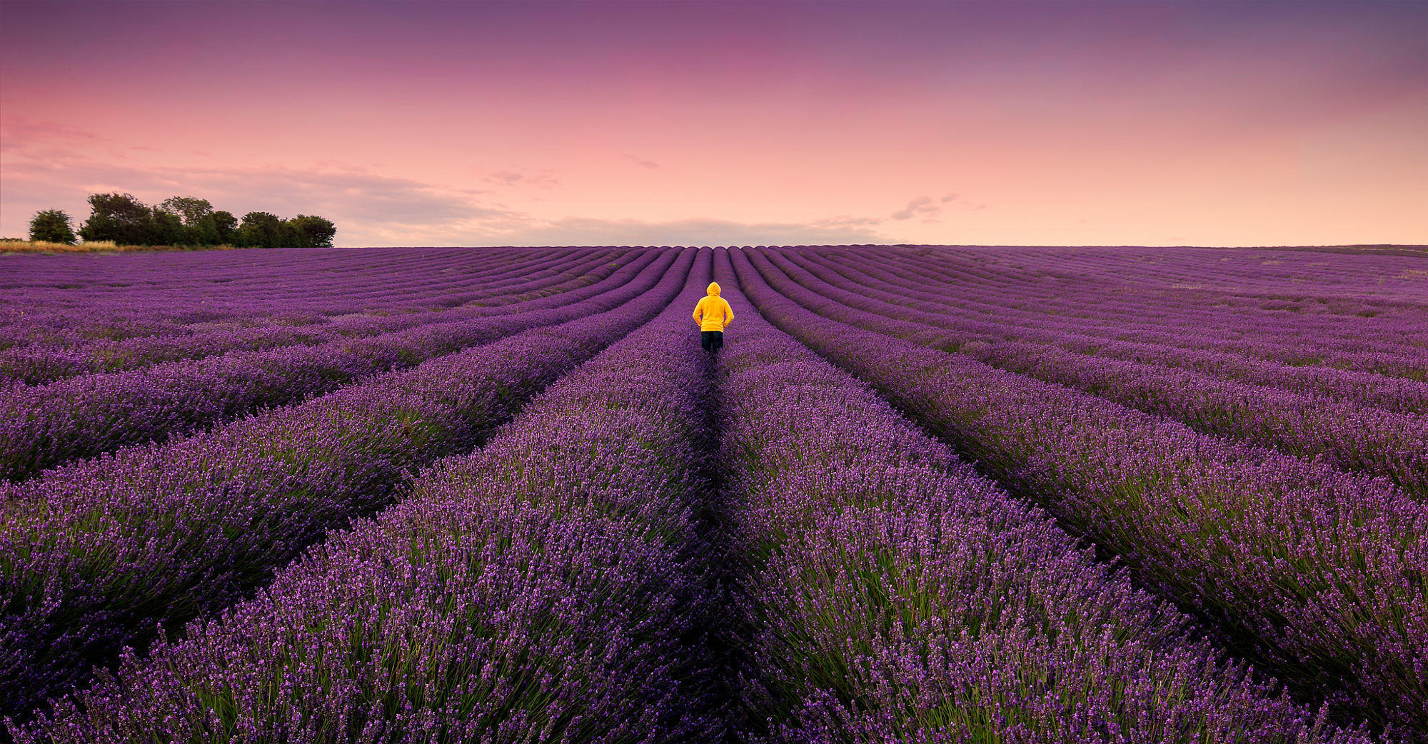 *** Lavander Lane ****