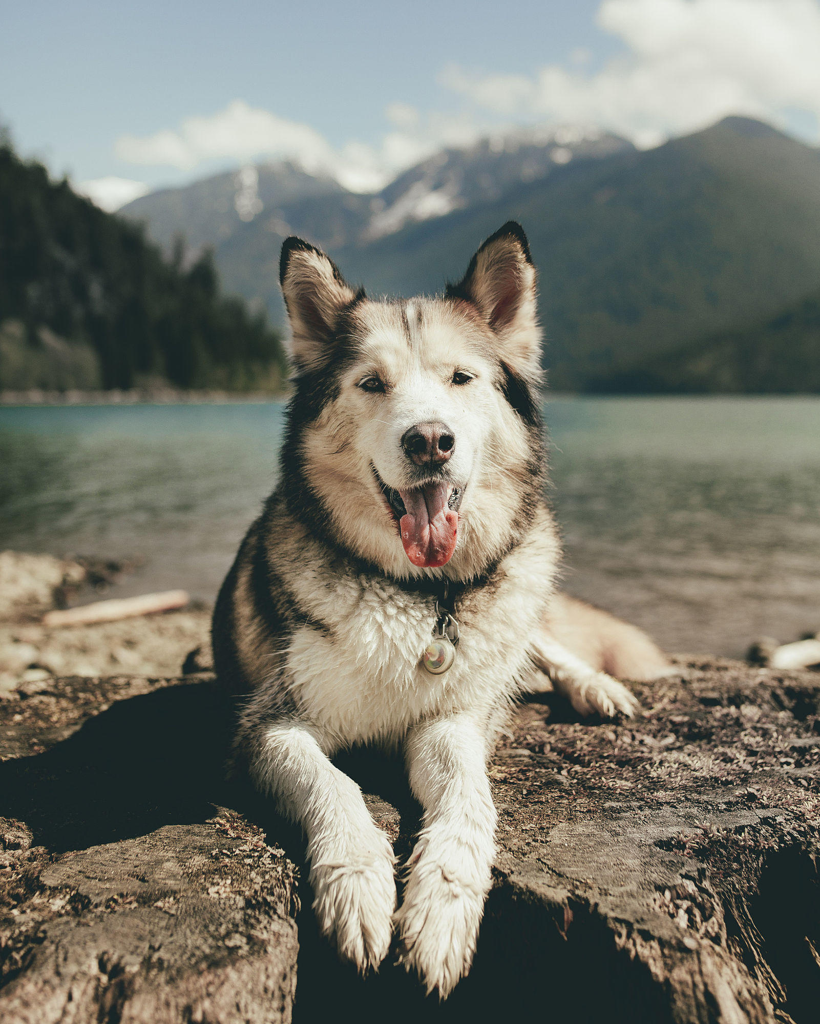 Aldo The Malamute