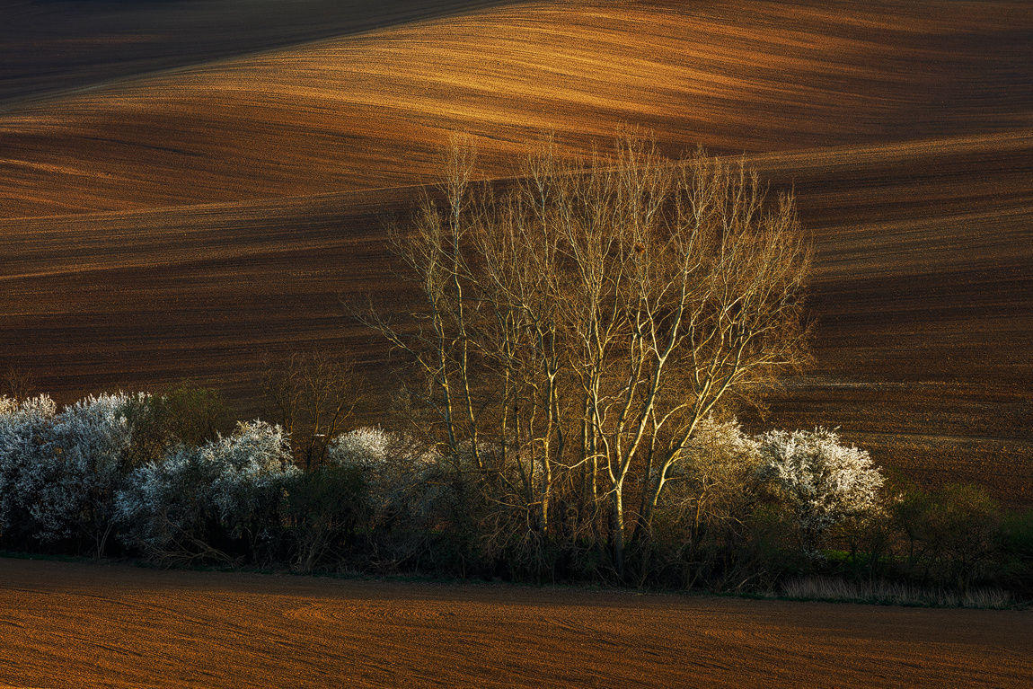 Spring Contrasts