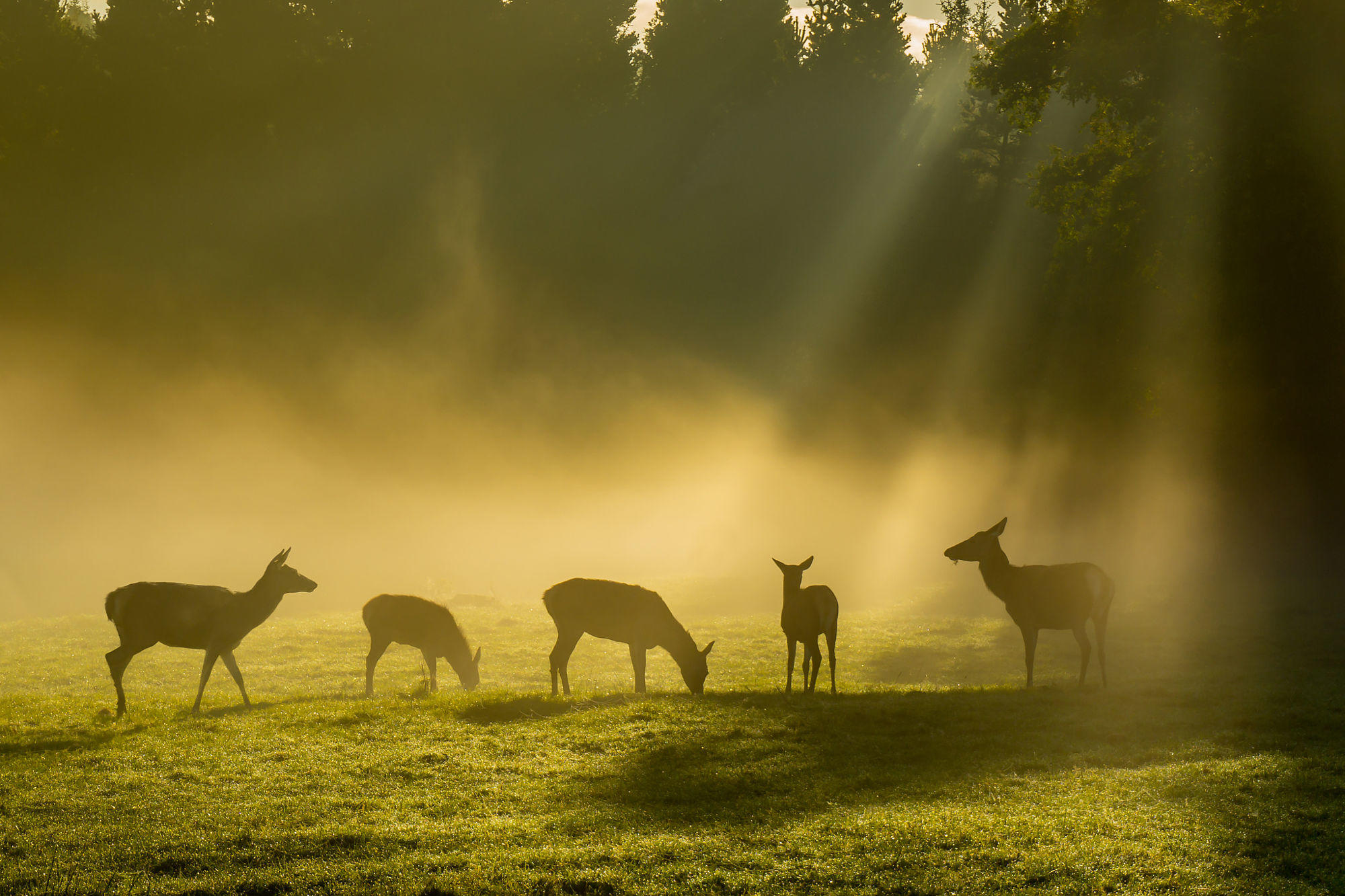 Deer in the Morning Mist