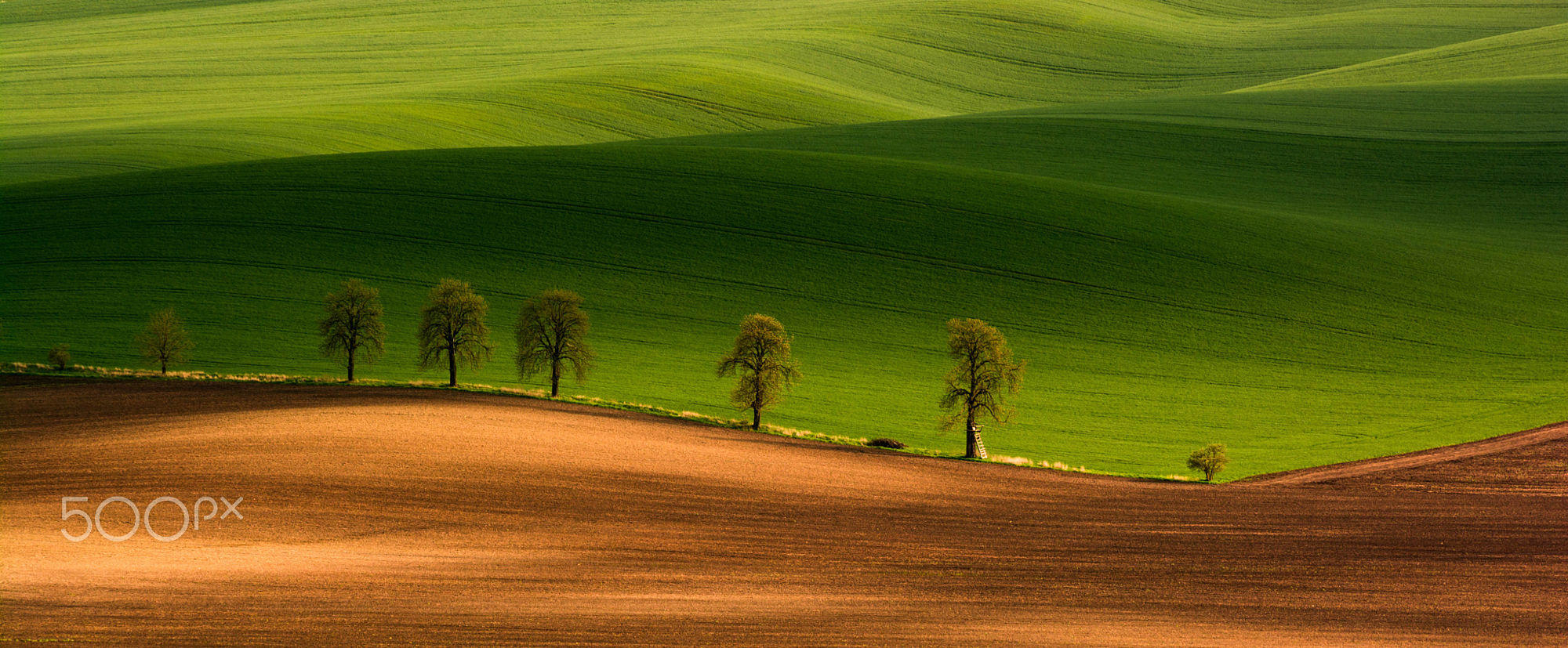 The chestnut trees avenue