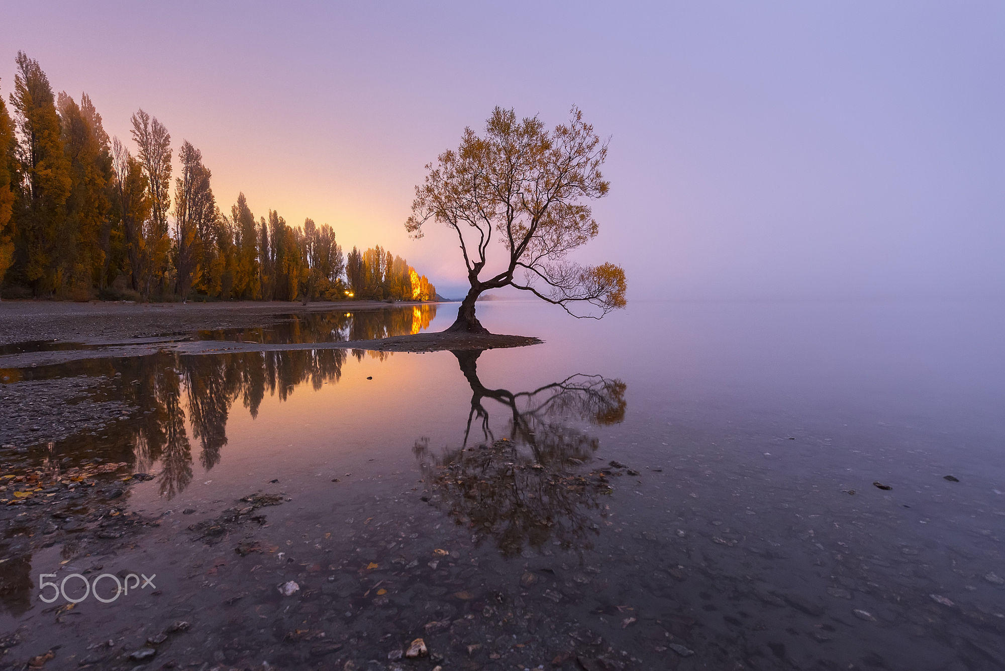 Lone Tree of Lake Wanaka