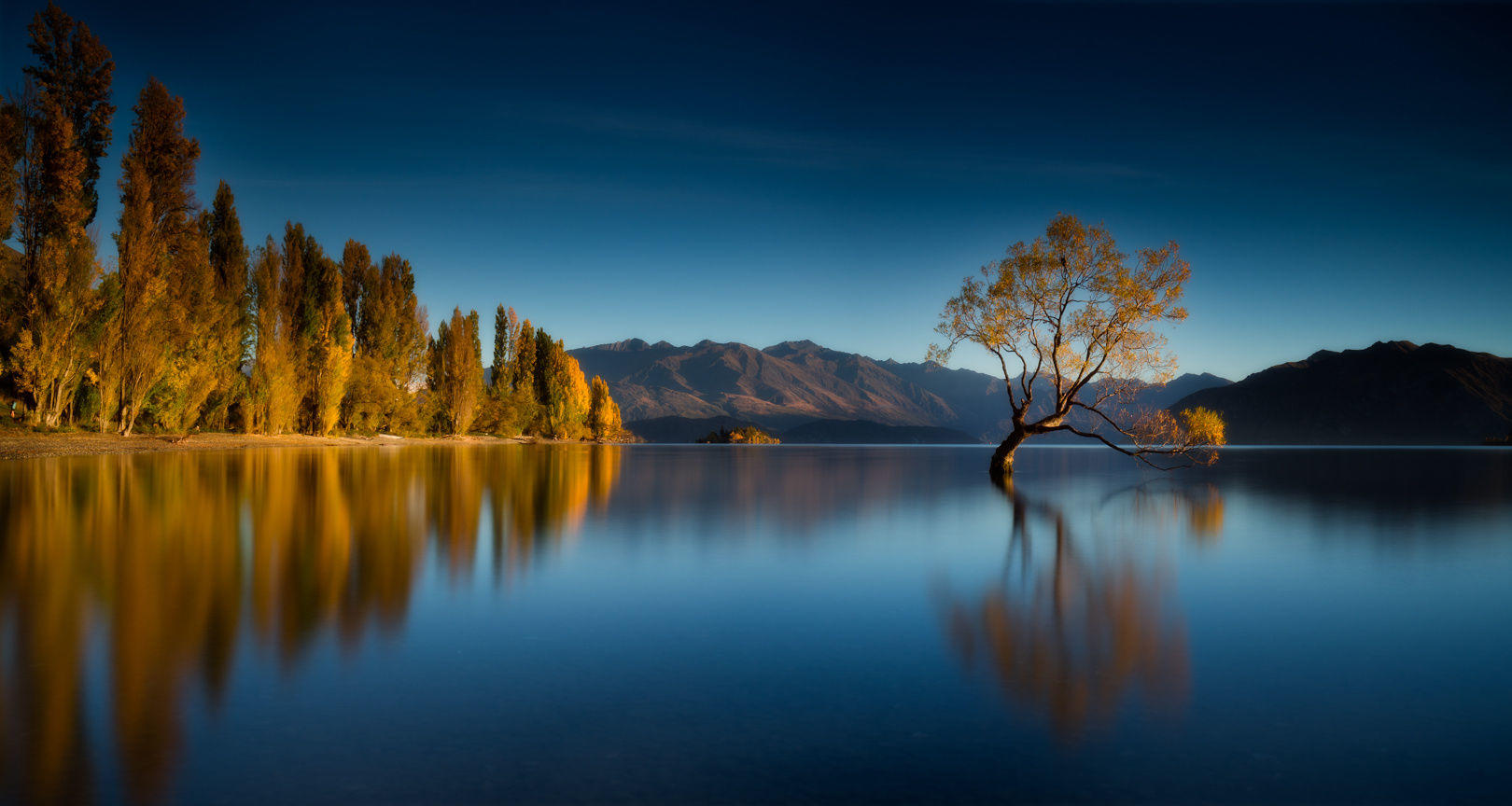 The Wanaka Tree