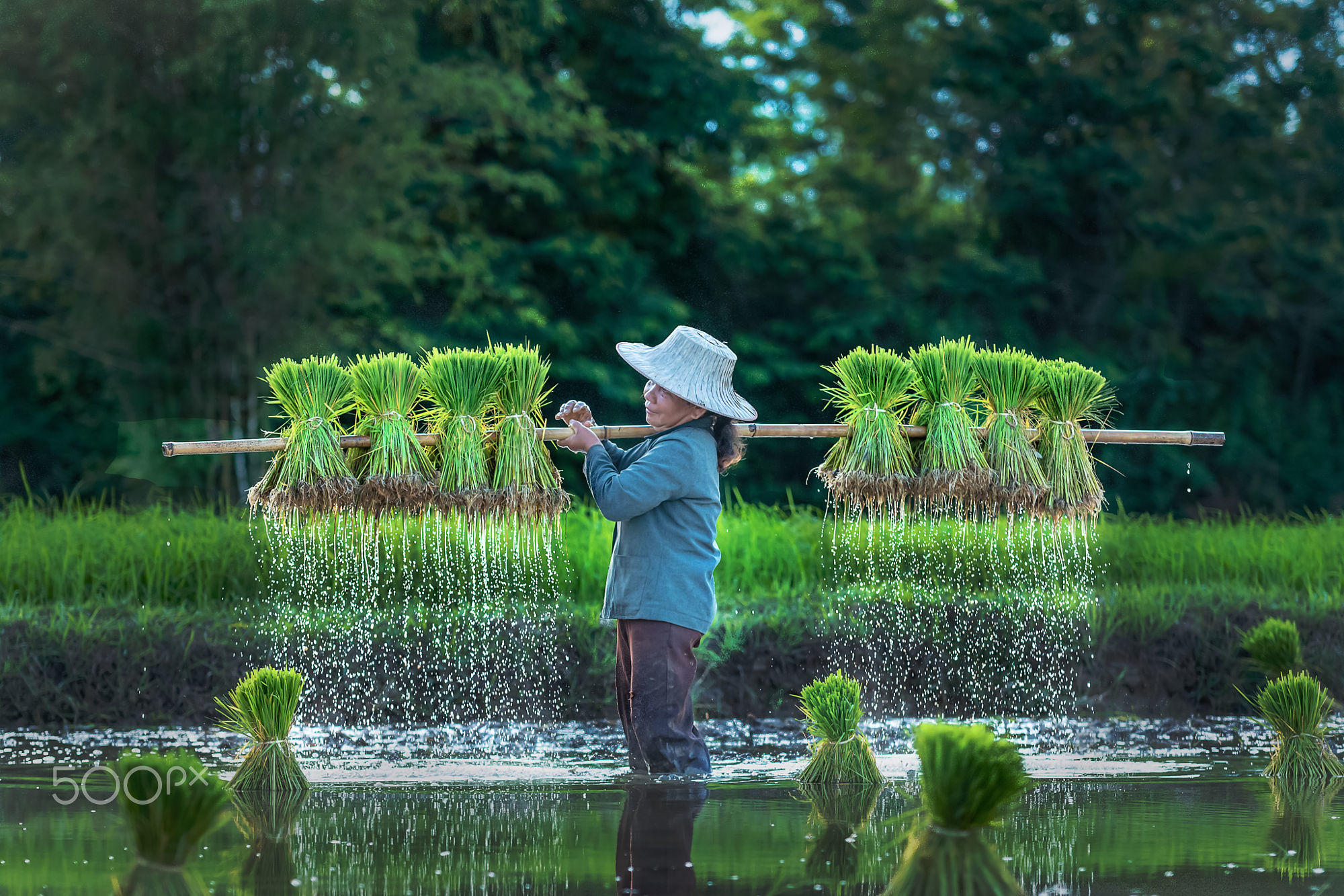 Livelihoods of farmers Thailand.