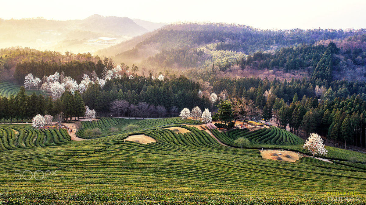 Morning of farmland