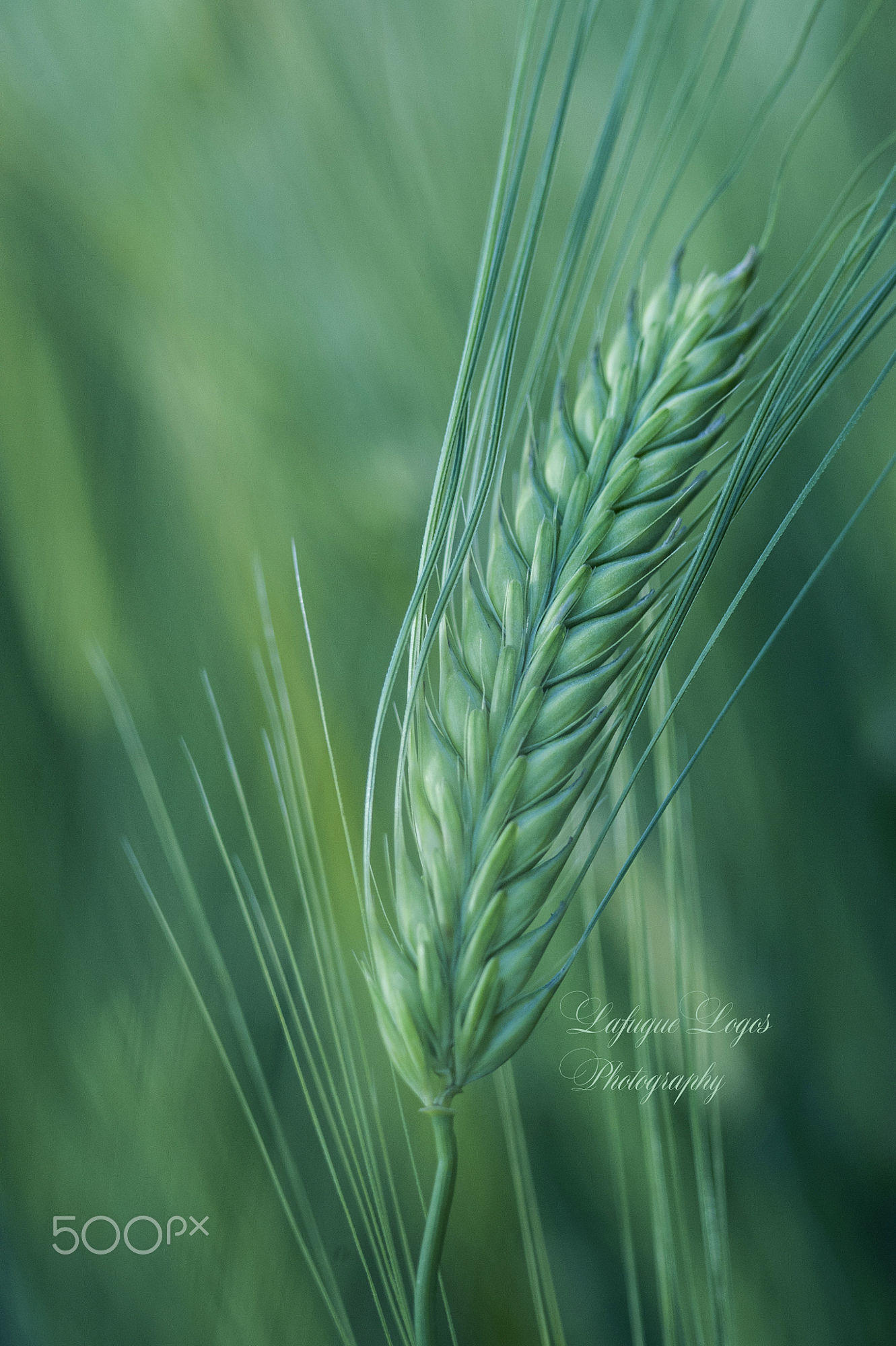 Seasonal greetings from Wheat field