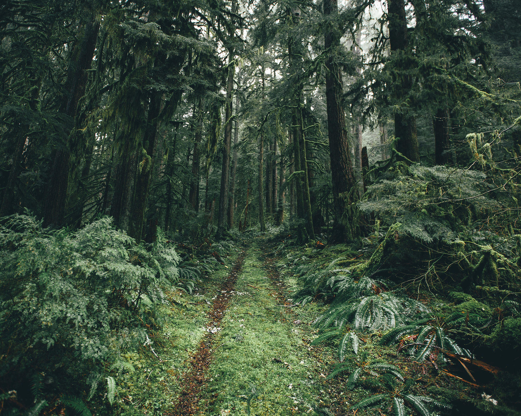 Wall Of Green