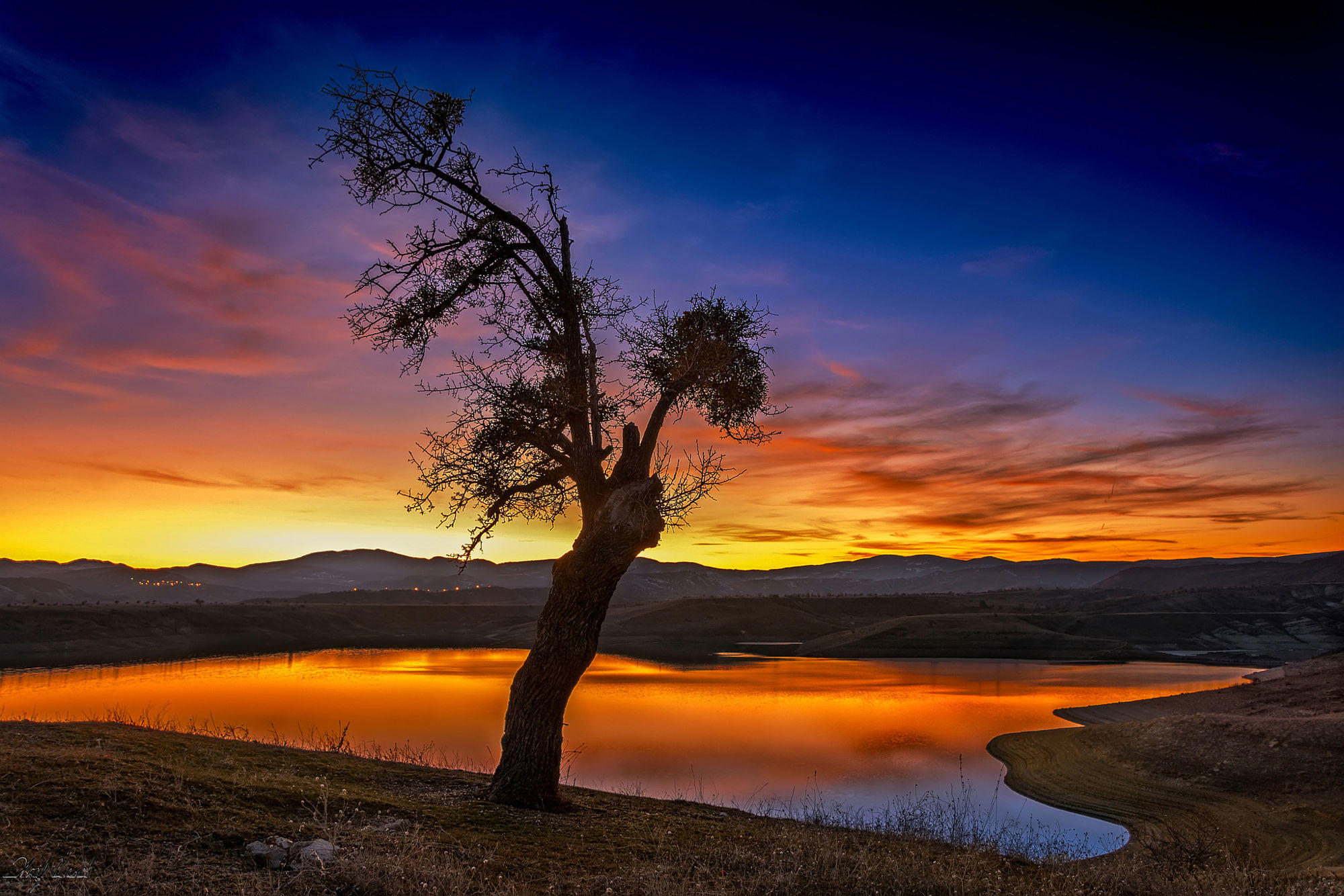 A lonely tree in a quiet sunset