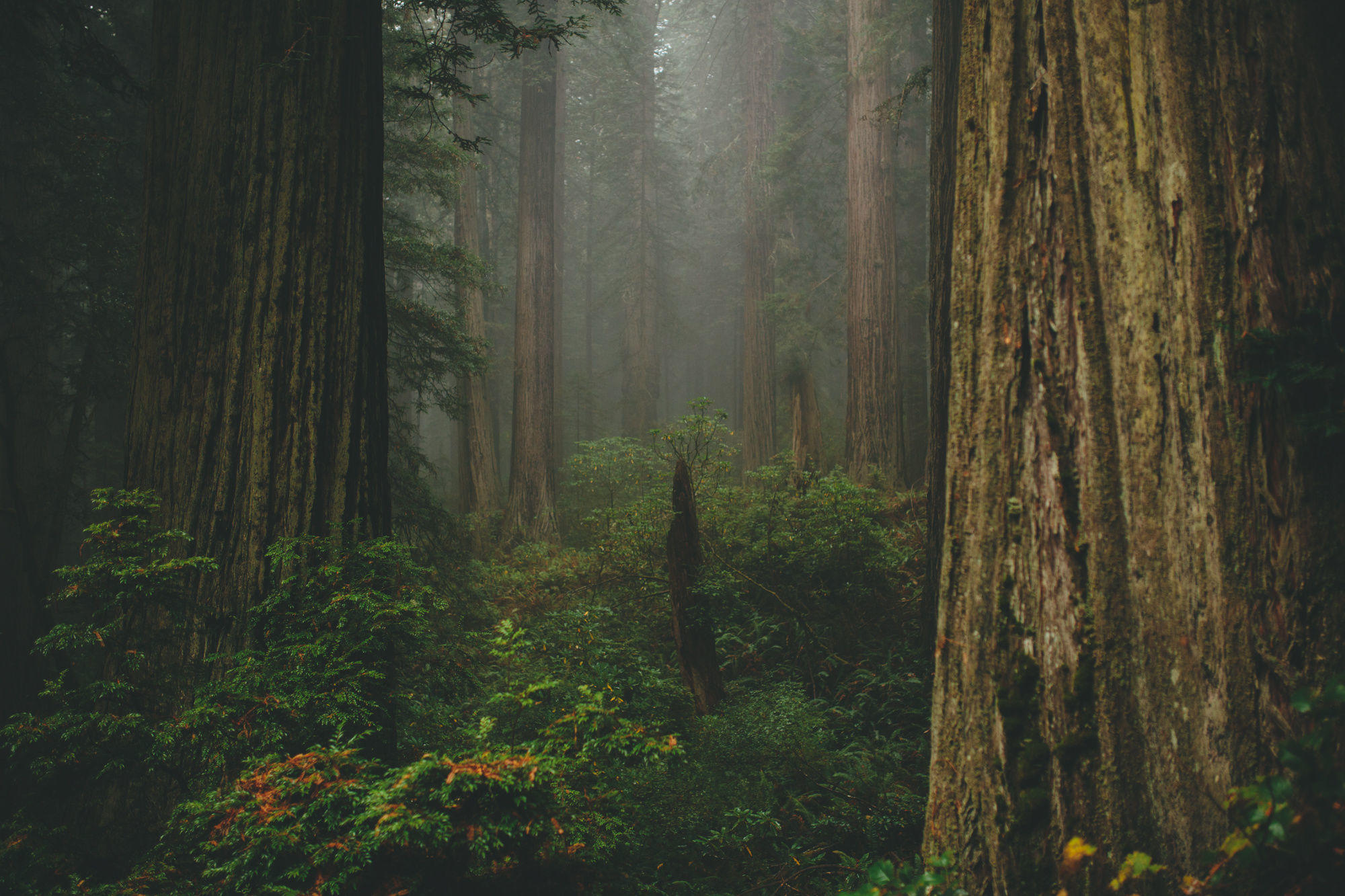 Deep in the Redwoods