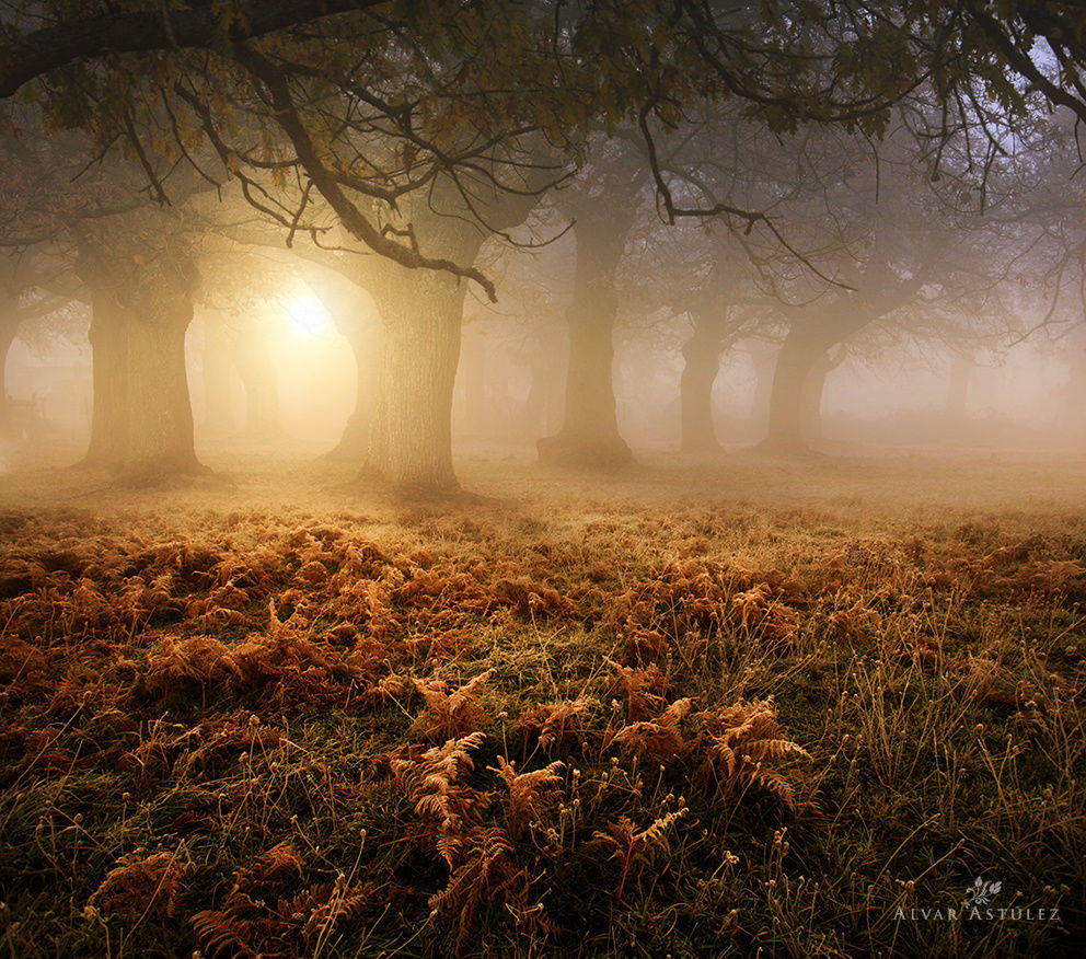 Dawn in the forest