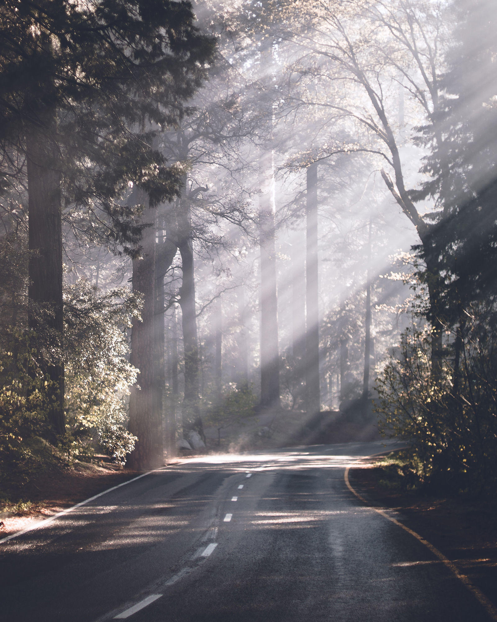 Rays in Yosemite