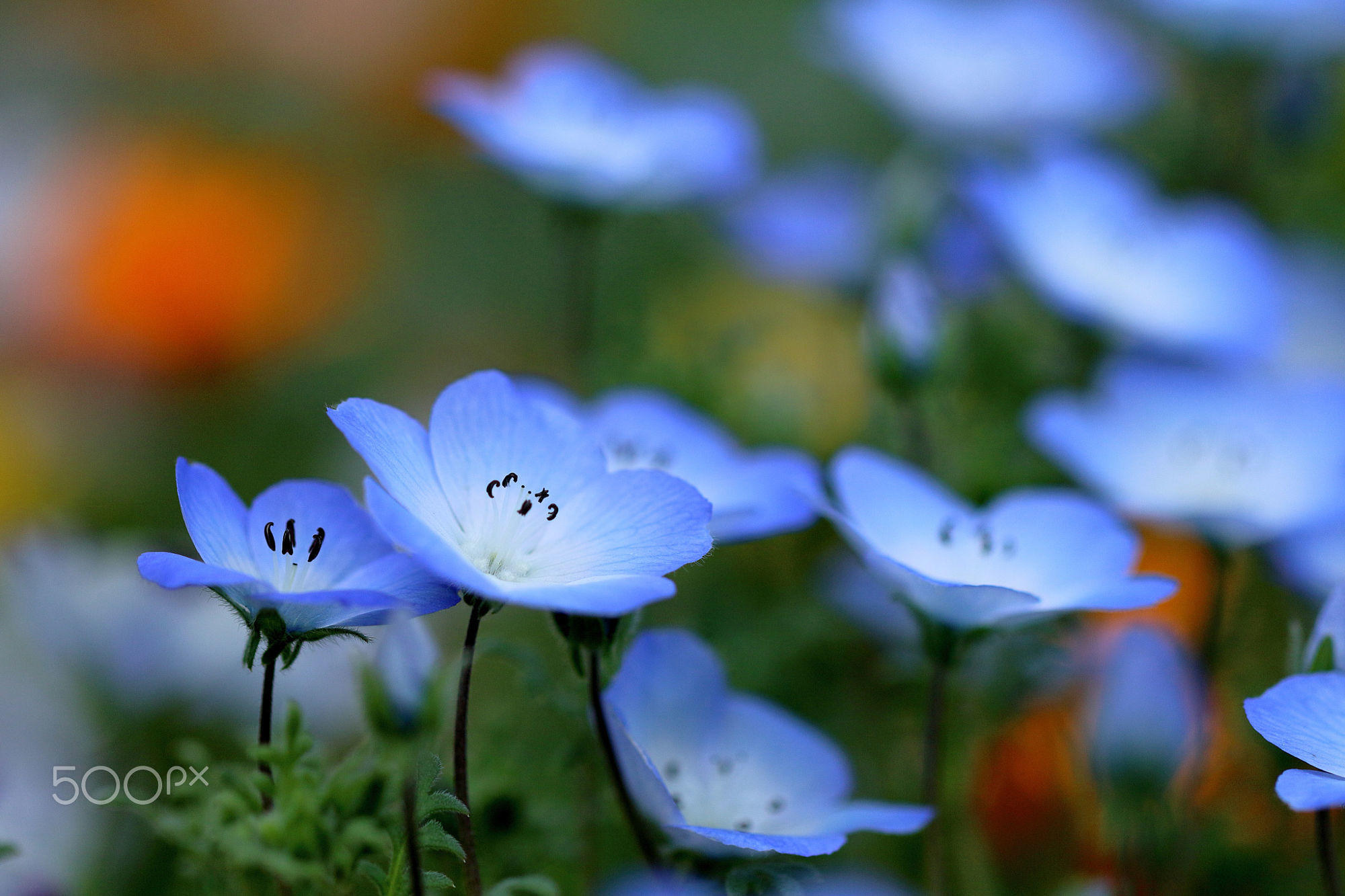 Blue flowers