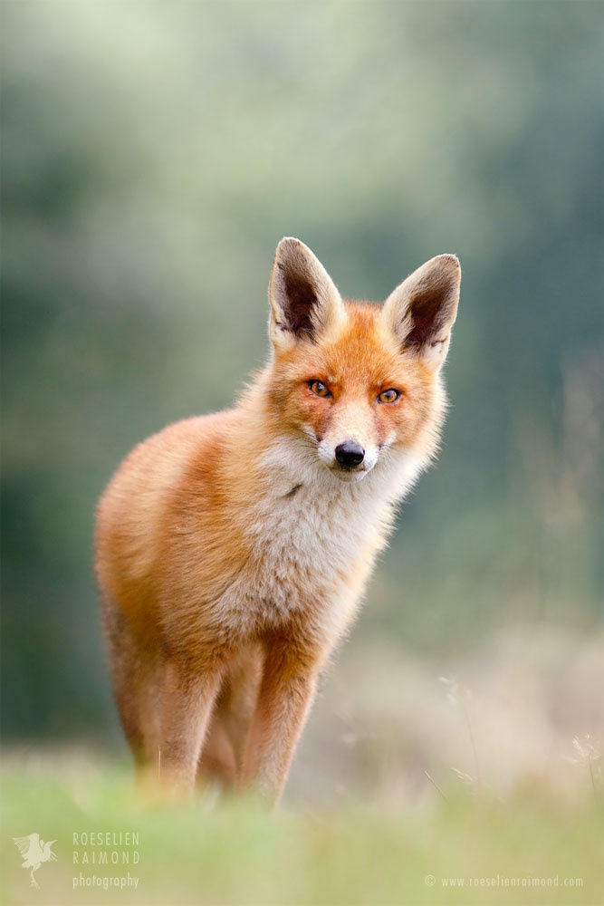 Gone, but not Forgotten - Red Fox