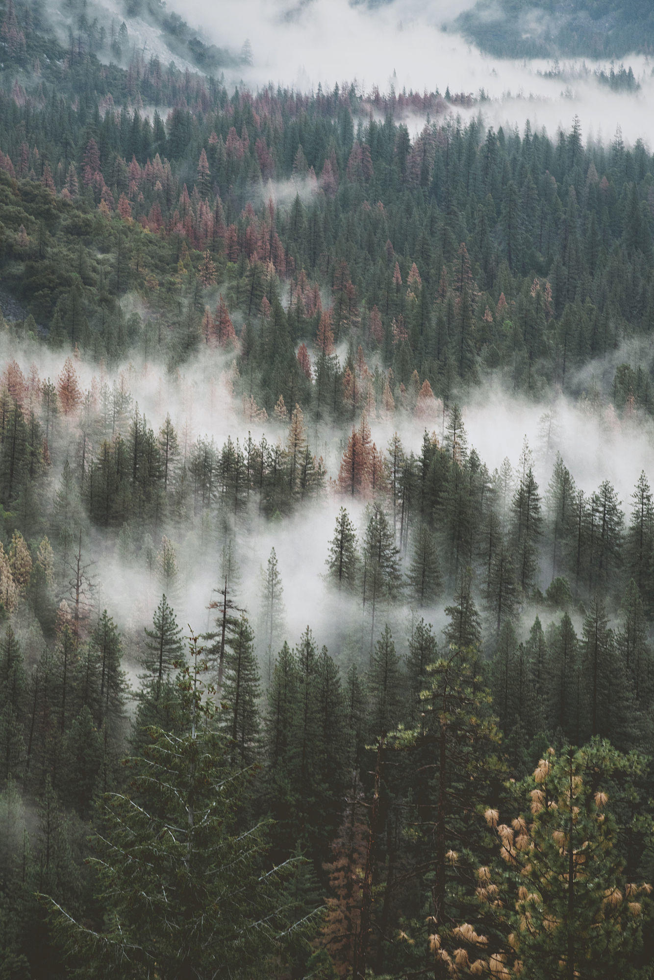 Yosemite valley