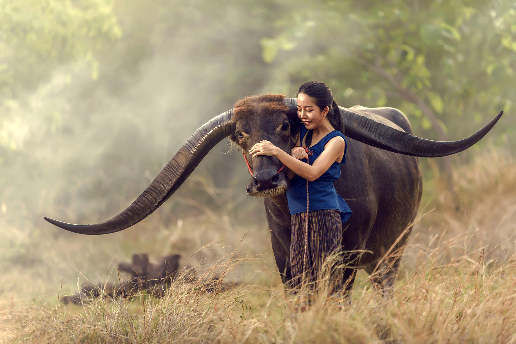 Thailand's rice farmers are embracing long horn buffalo been twe