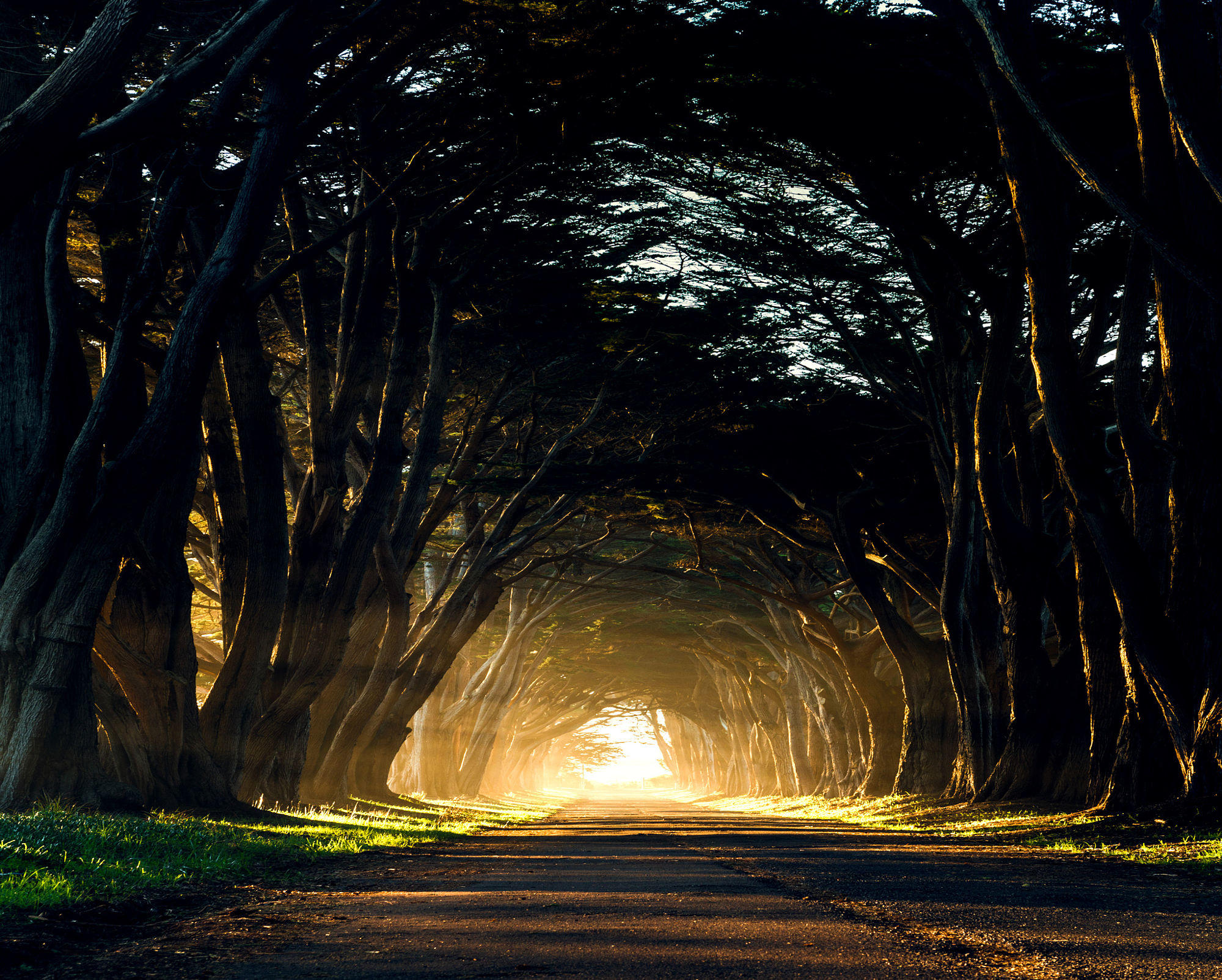 Good Morning Tree Tunnel