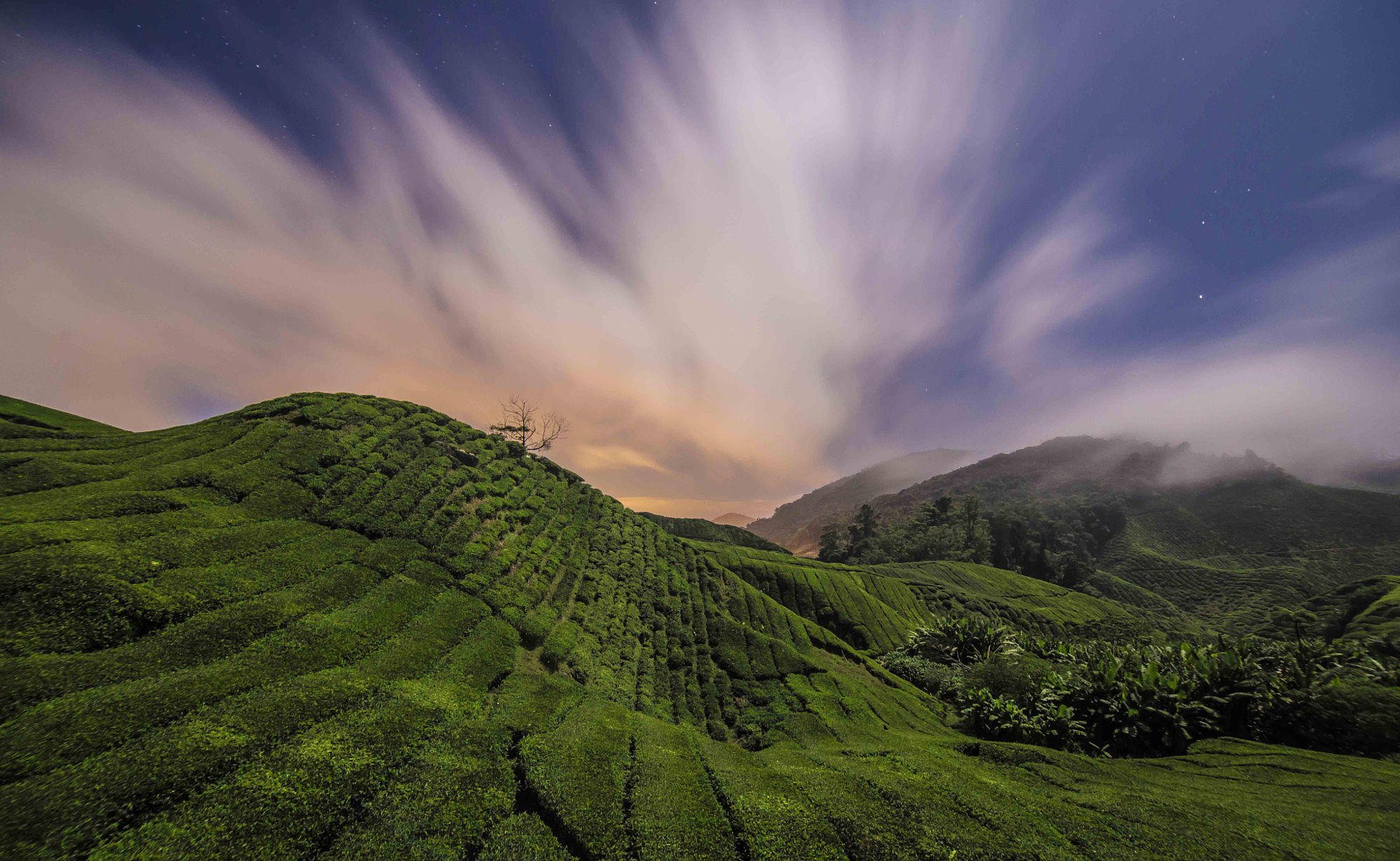 Night in the tea fields