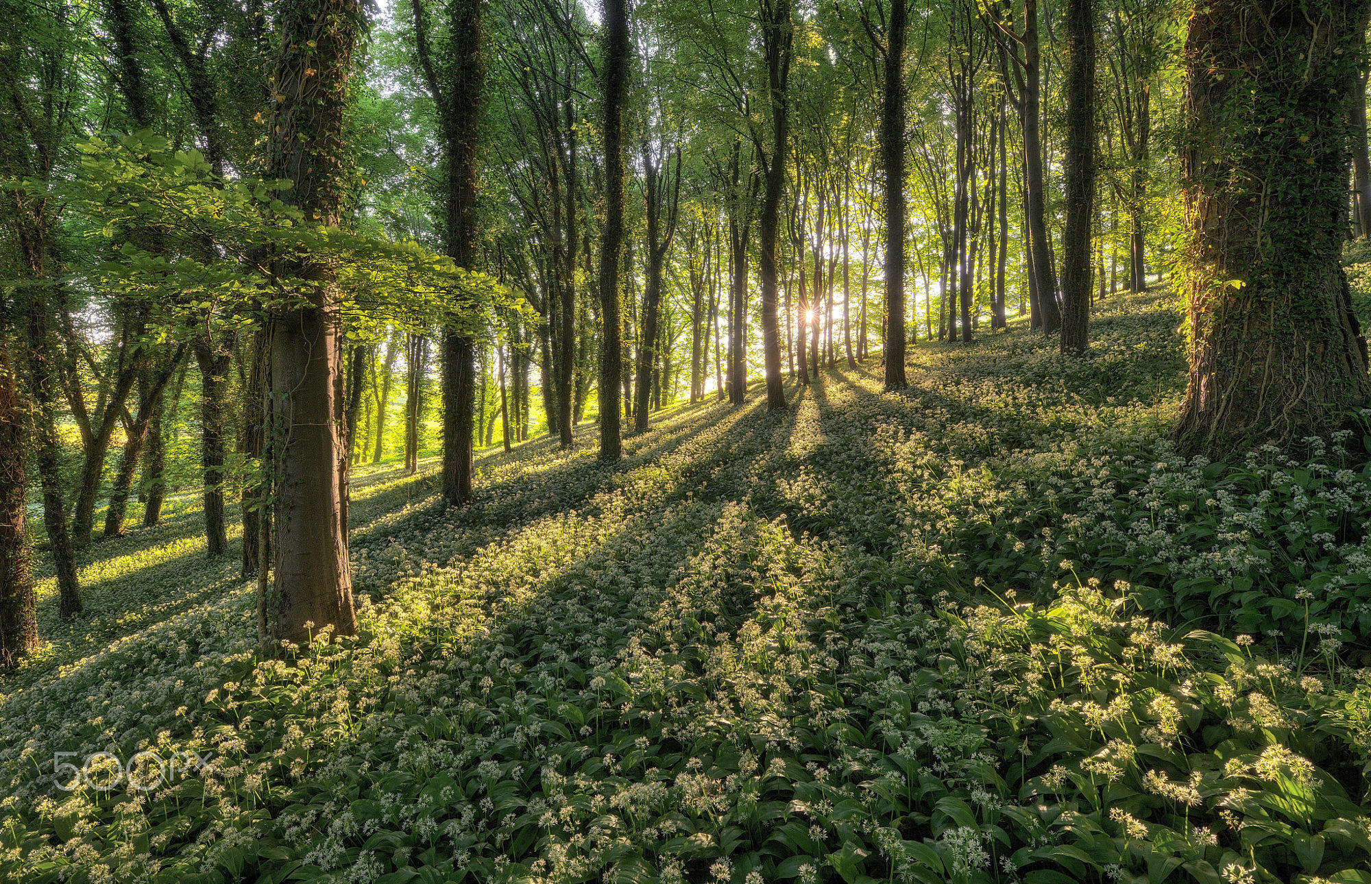 Wild Garlic