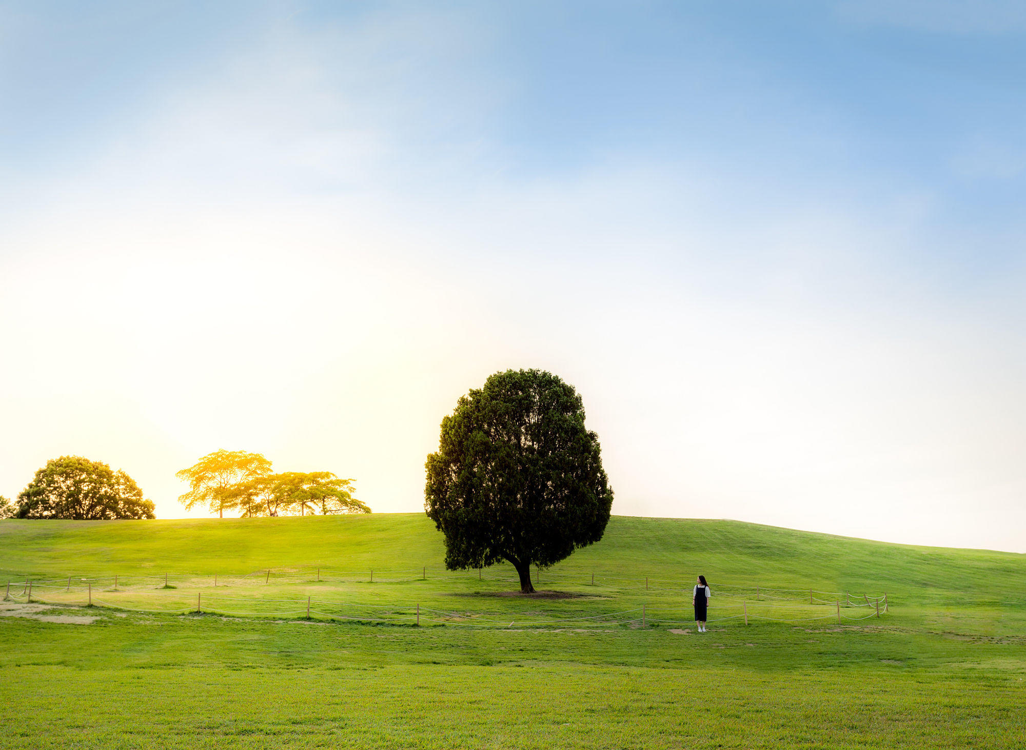 The Lonely Tree Is Never Lonely