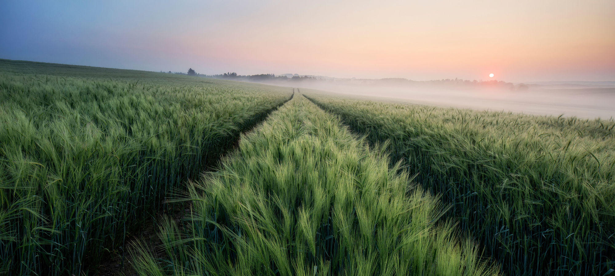 Where The Fields Are Green