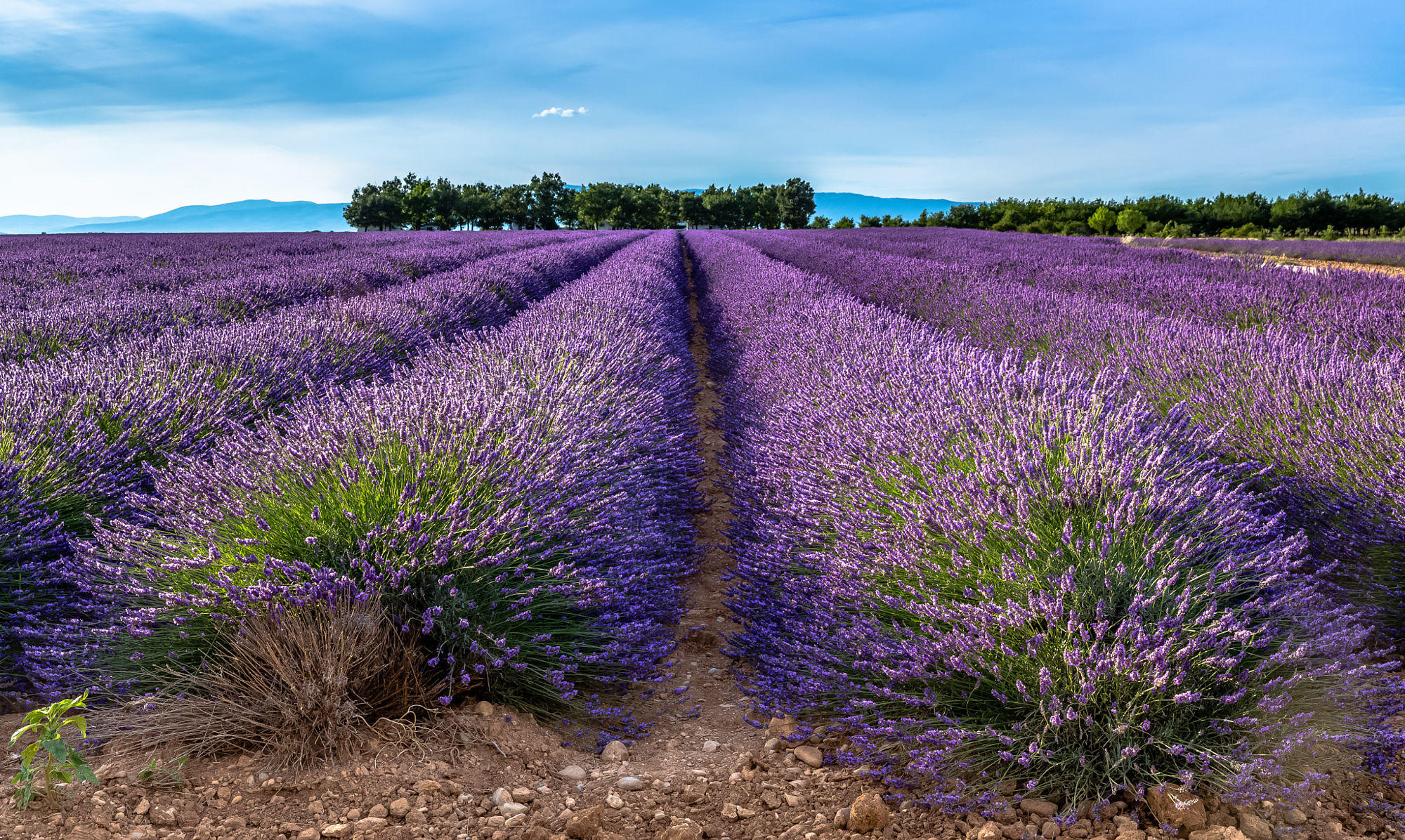 Riez, Fields of Lavender, Provence