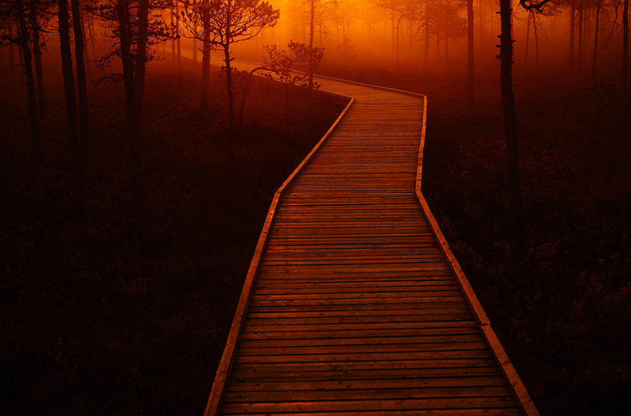 pathway in a foggy bog