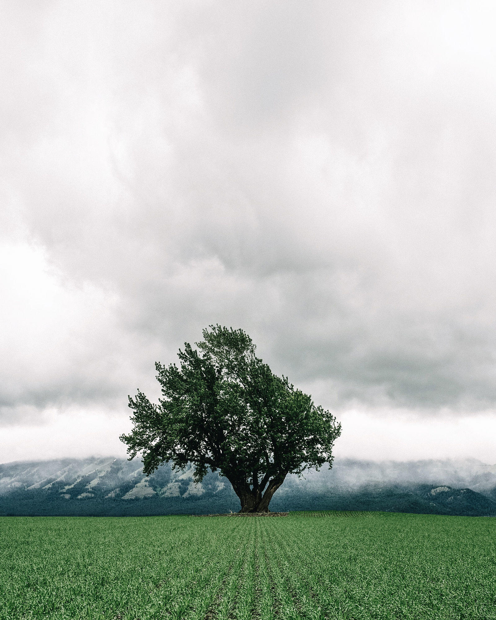 lone tree. imbler. oregon. After an incredible wee ...