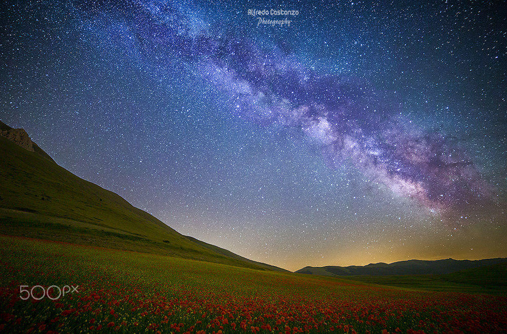 Poppies and Milky Way