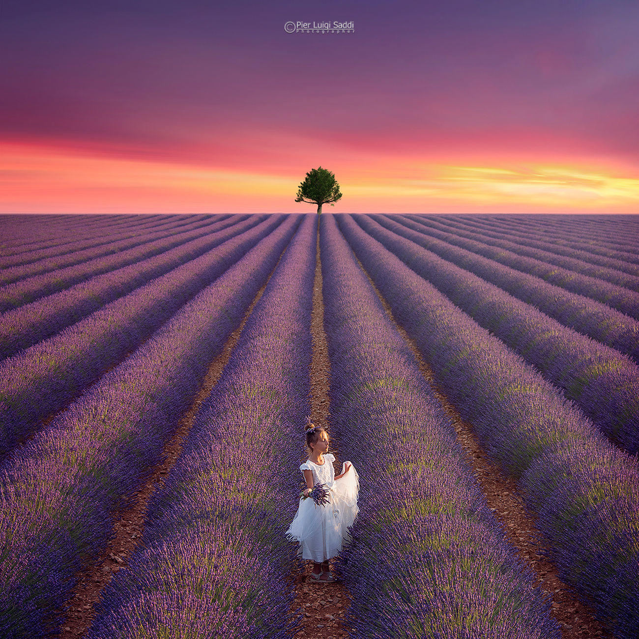 lavanda 2016