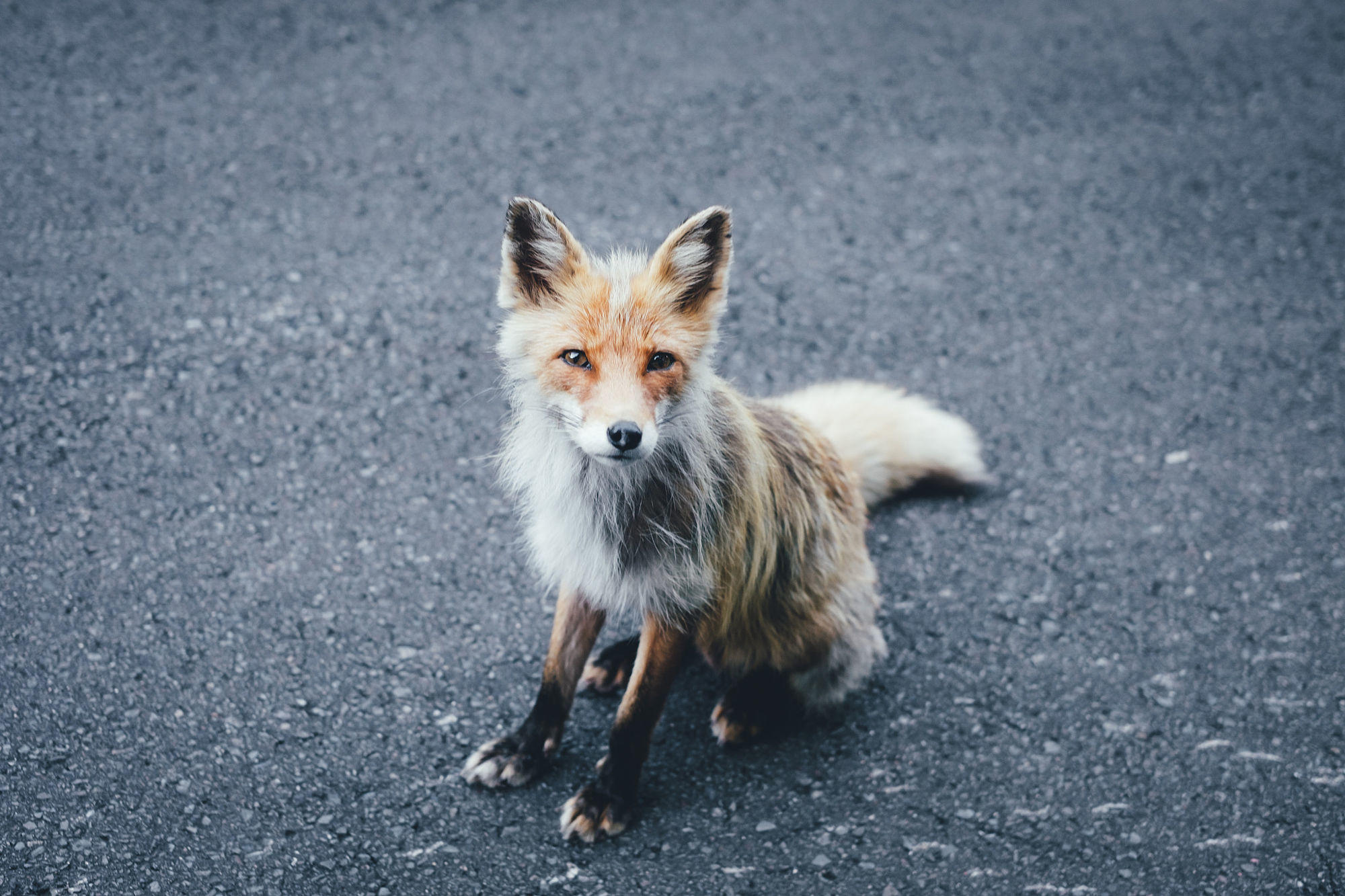 Red fox in Hokkaido