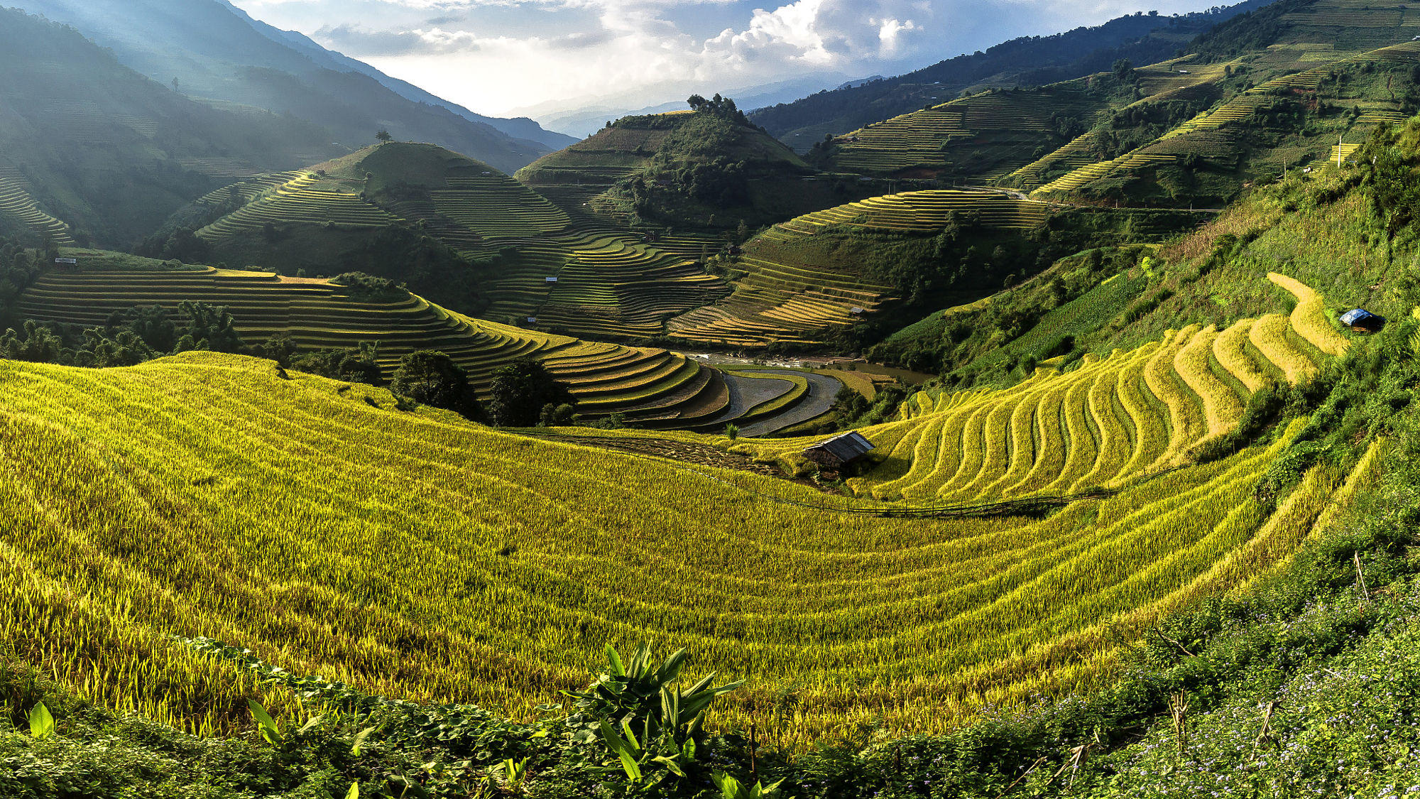 Rice fields on terraced of Mu Cang Chai, YenBai, Vietnam. Rice f