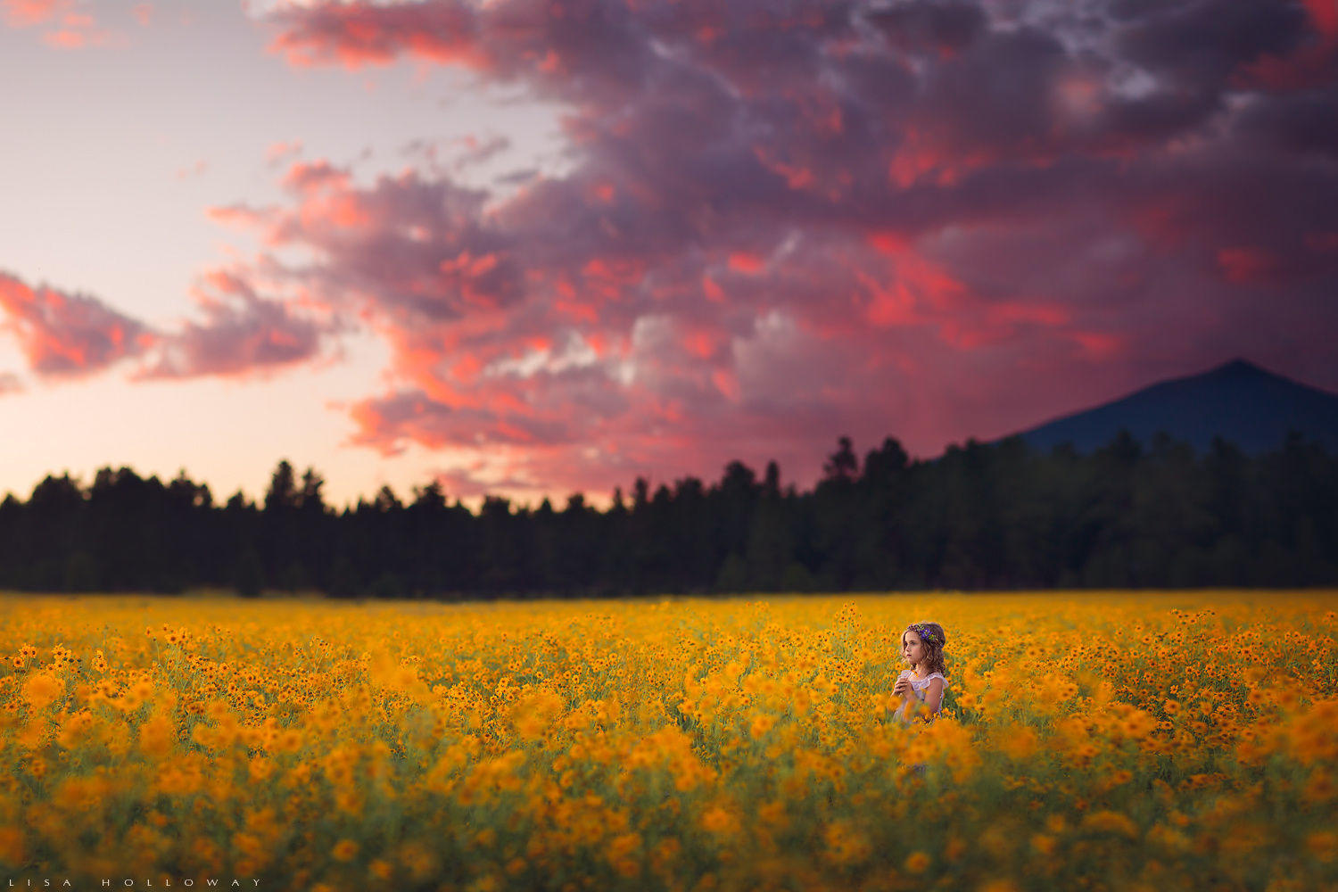 Field of Dreams