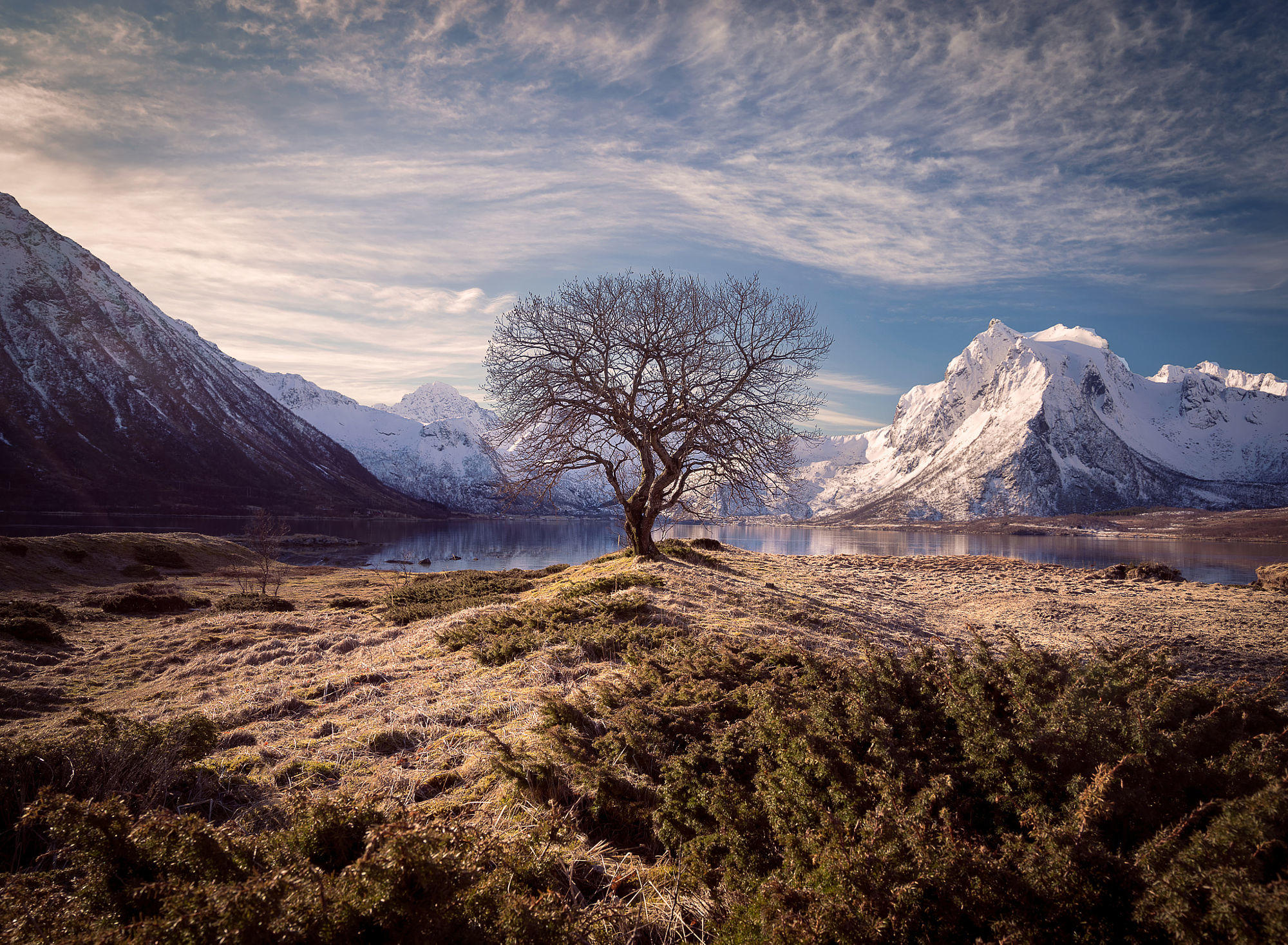 Just a lonely Tree