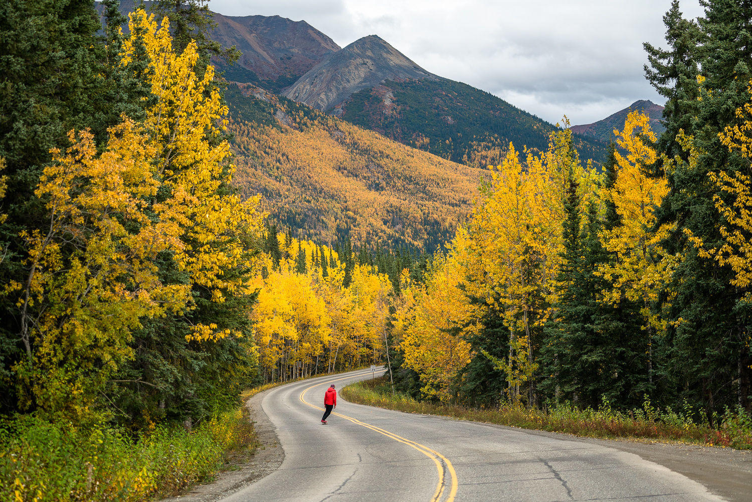 Alaskan Foliage