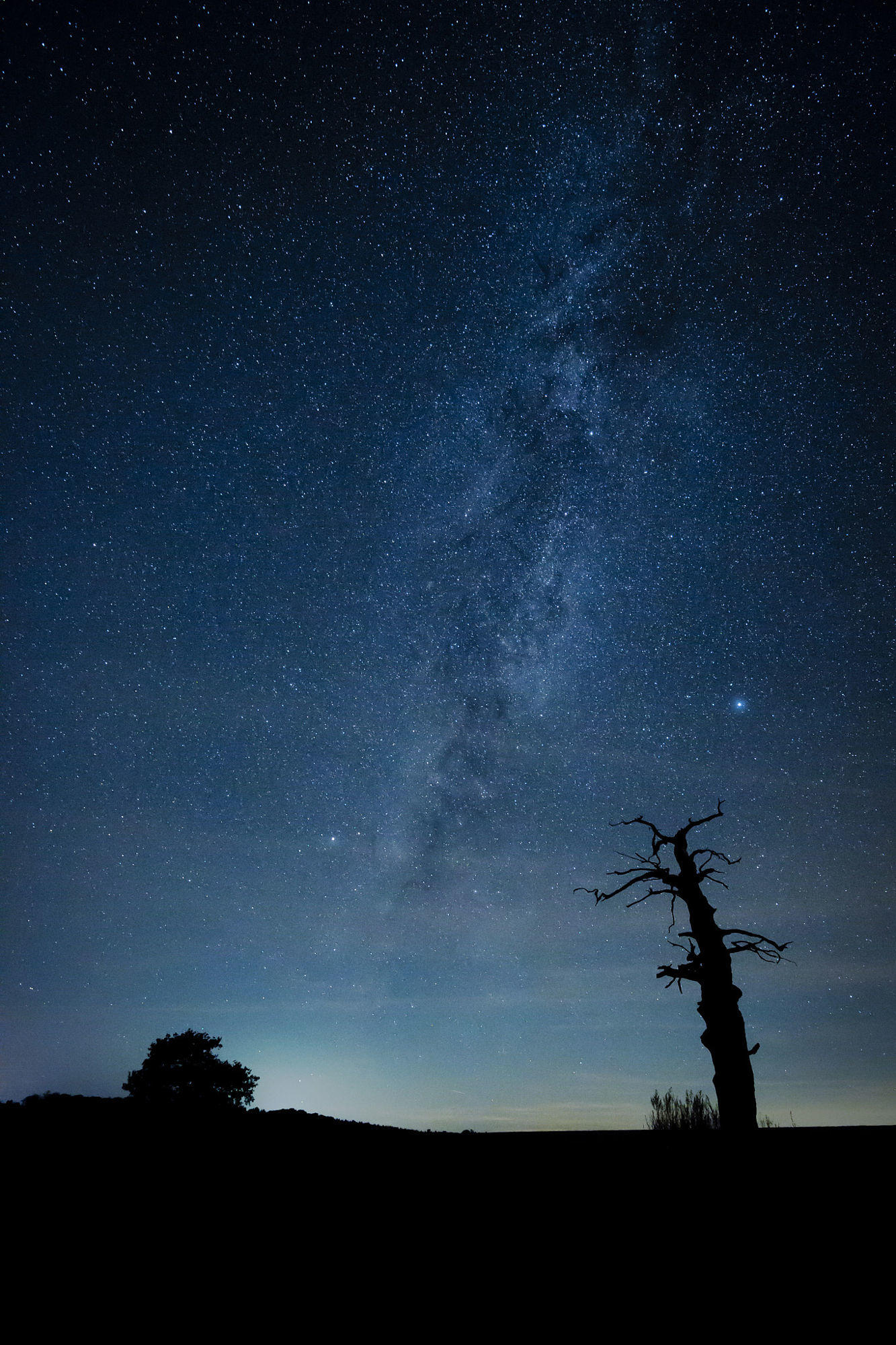 The old wise Oak