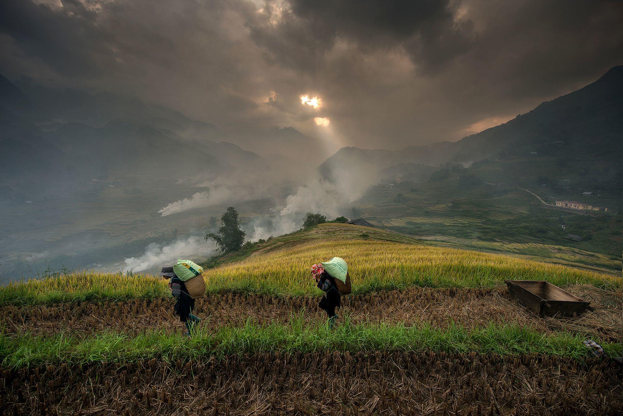 Woman of Black Hmong hilltribe in rice paddy
