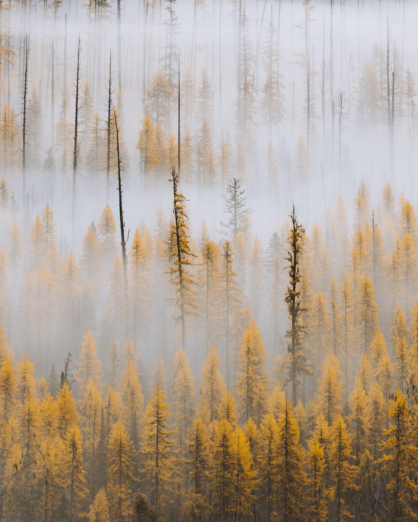 October Larches