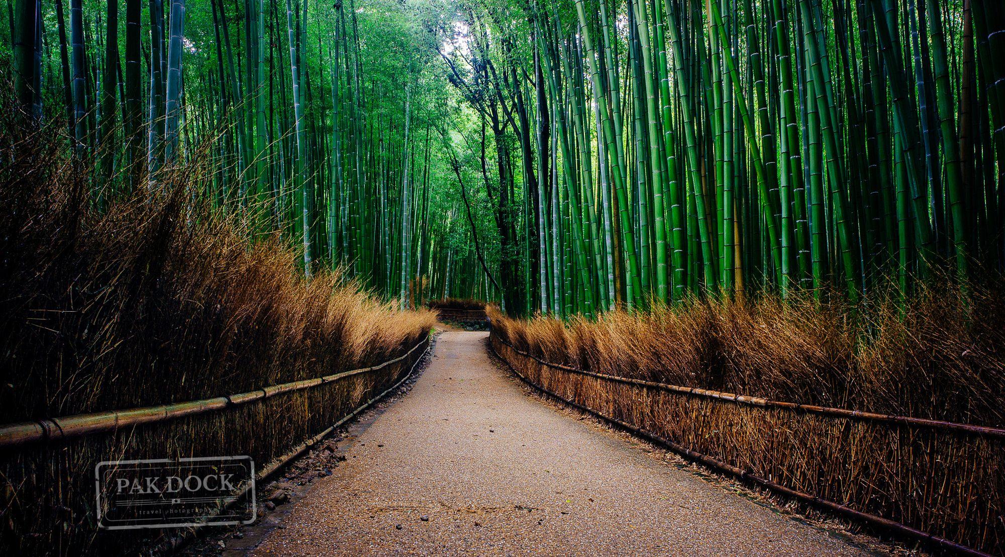 Bamboo Forest - Arashiyama