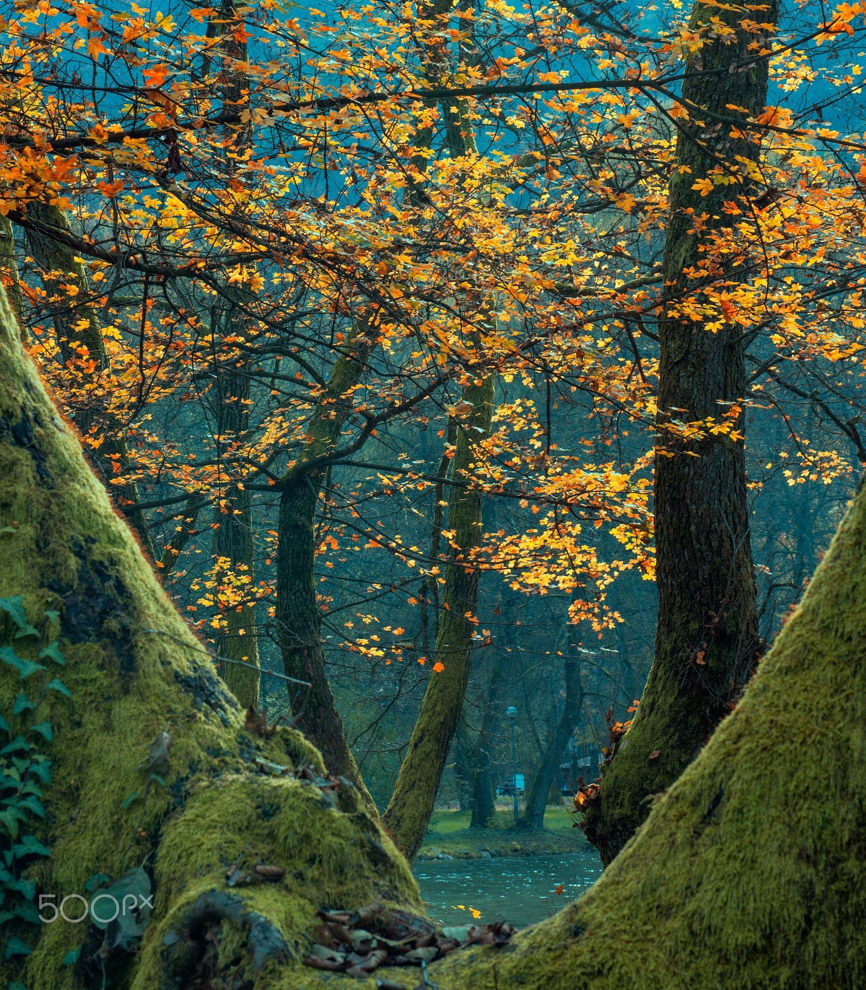 Trees by the Bosna River