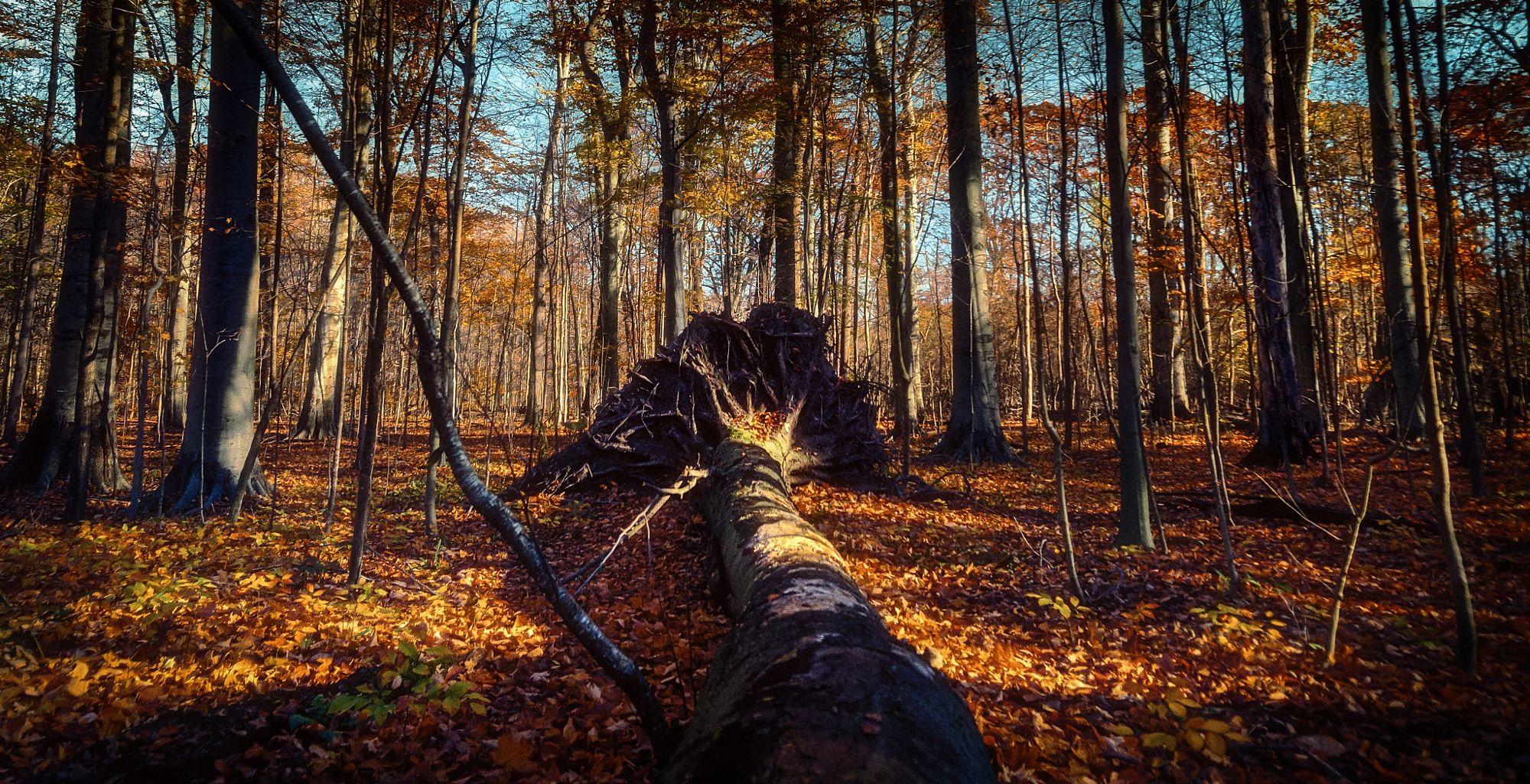 Beech forest, fall of a giant...