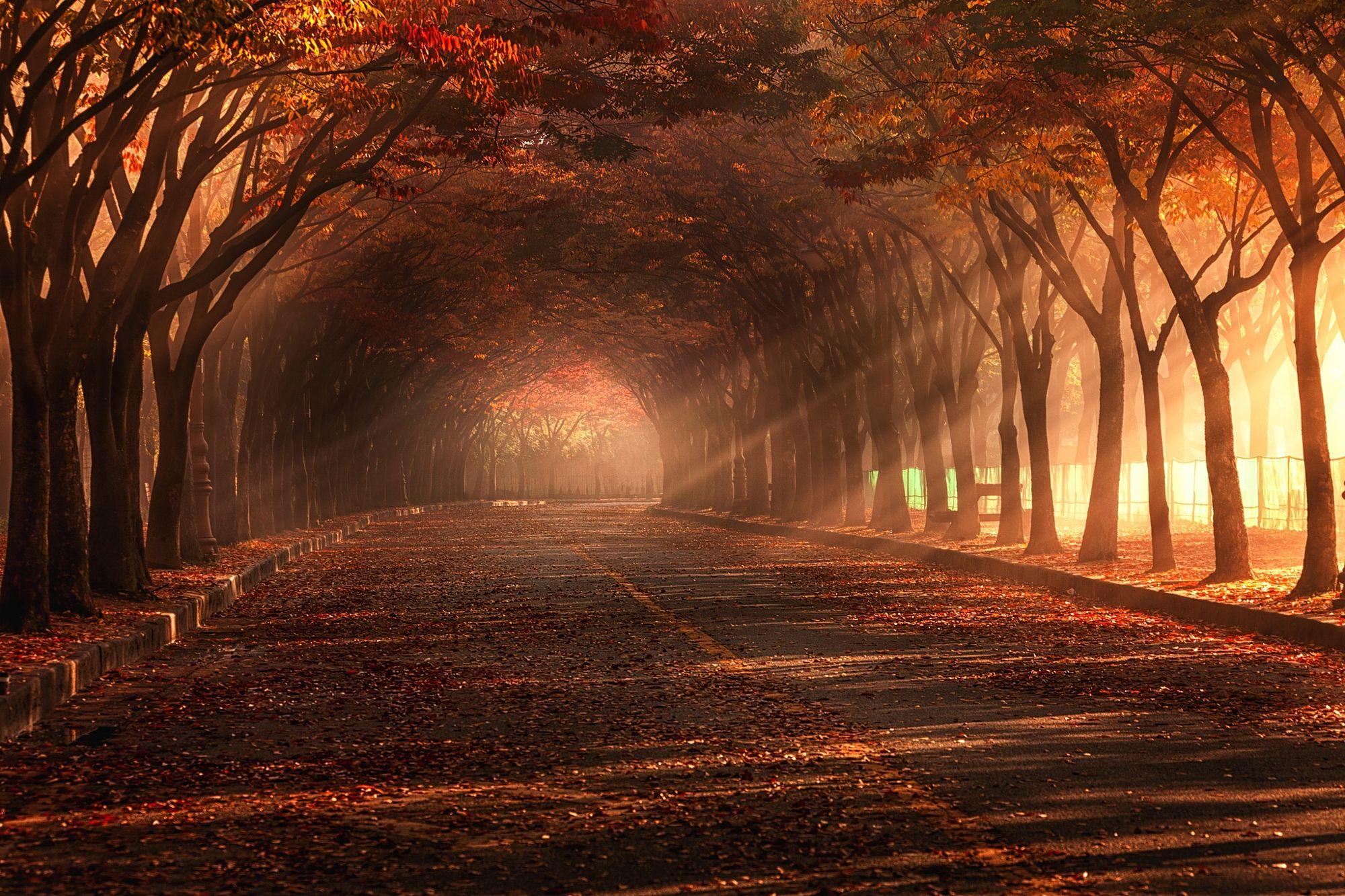 Autumnal Tunnel