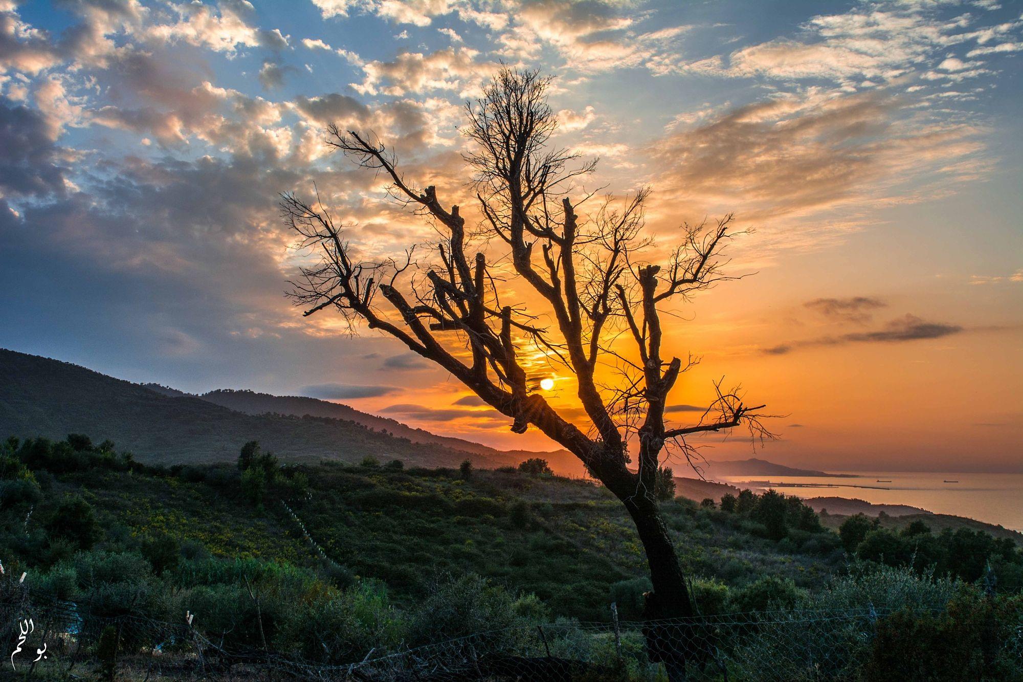 Sunset between trees