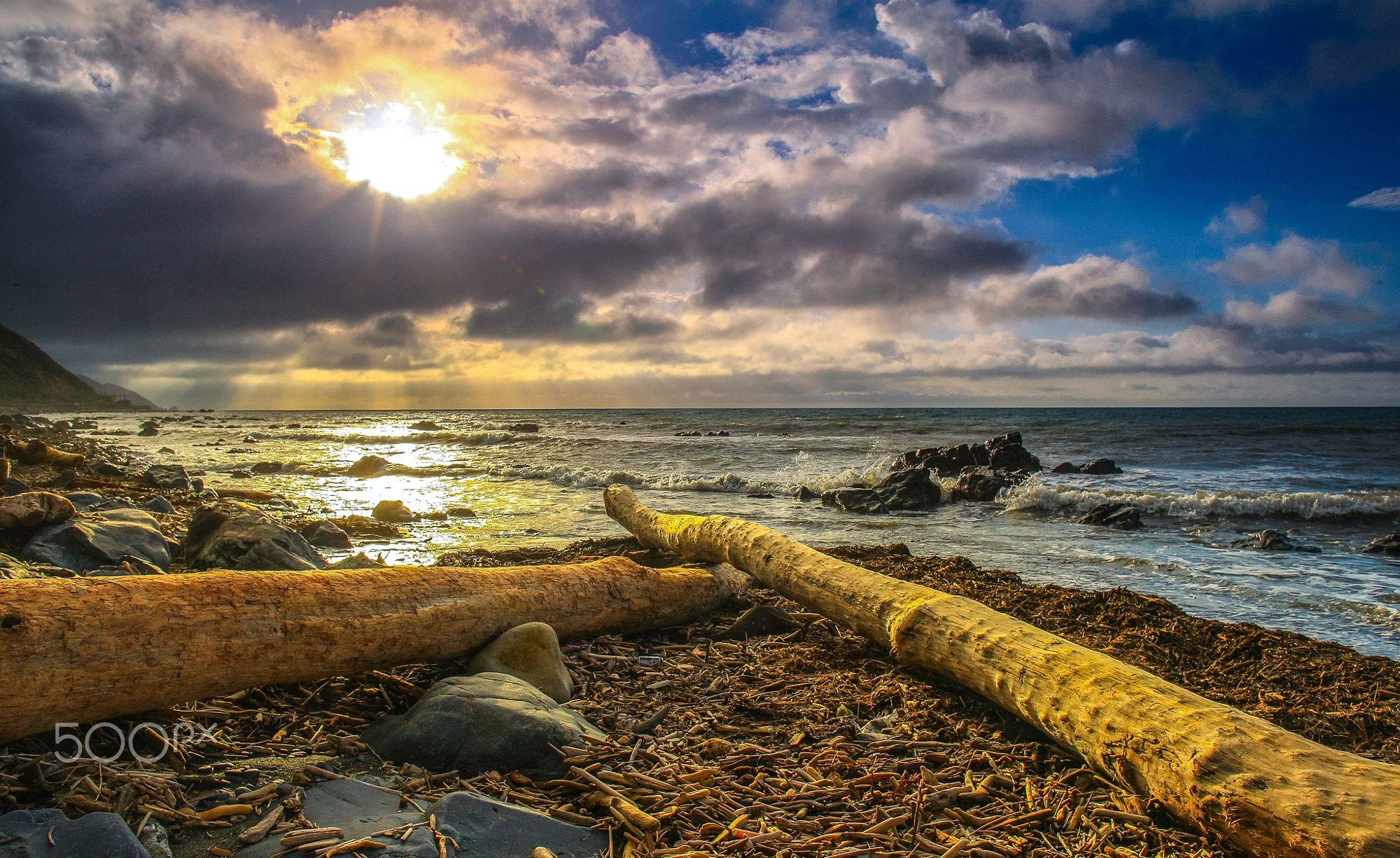 Paekakariki Beach Logs