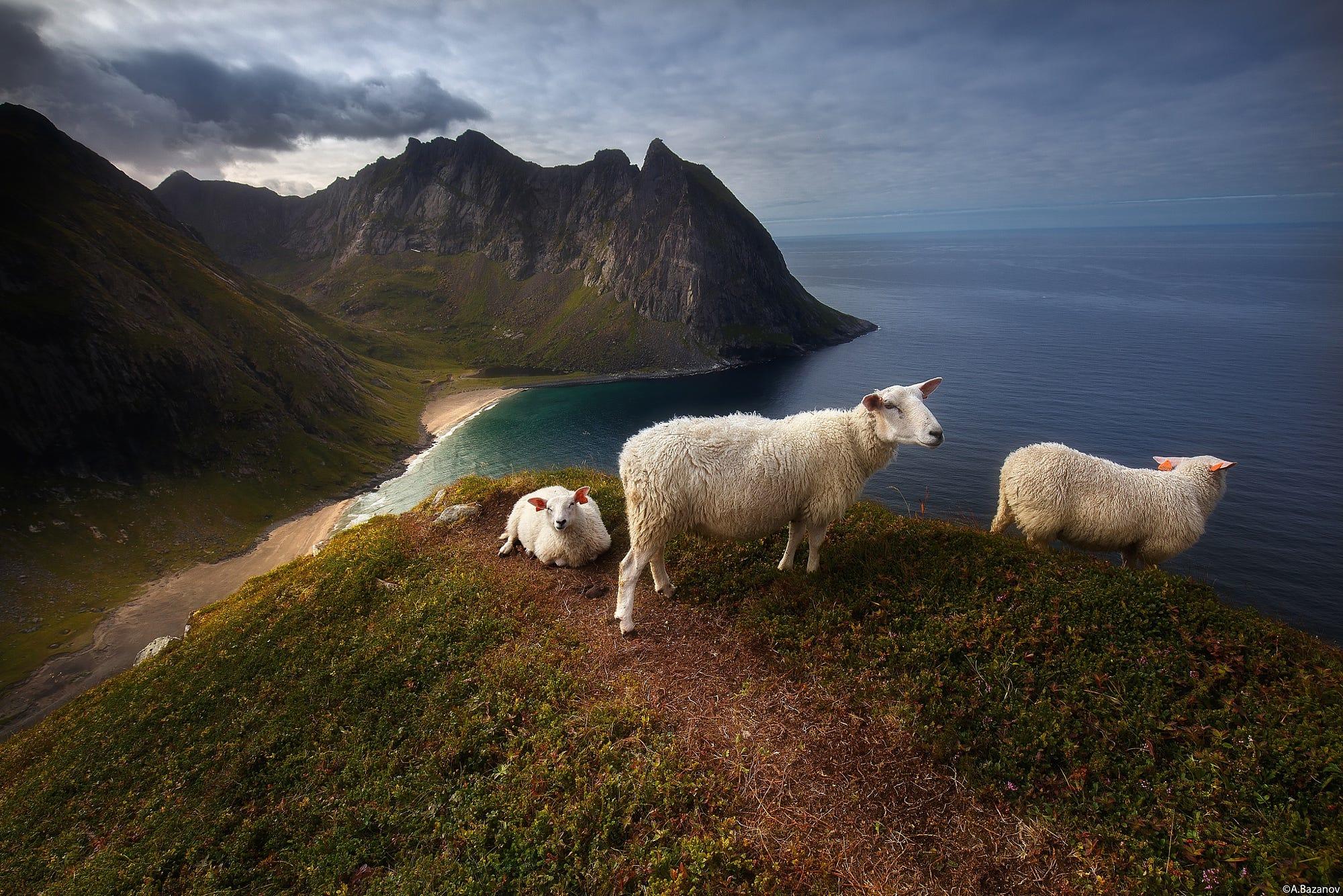 Sheeps jumping in the water:)