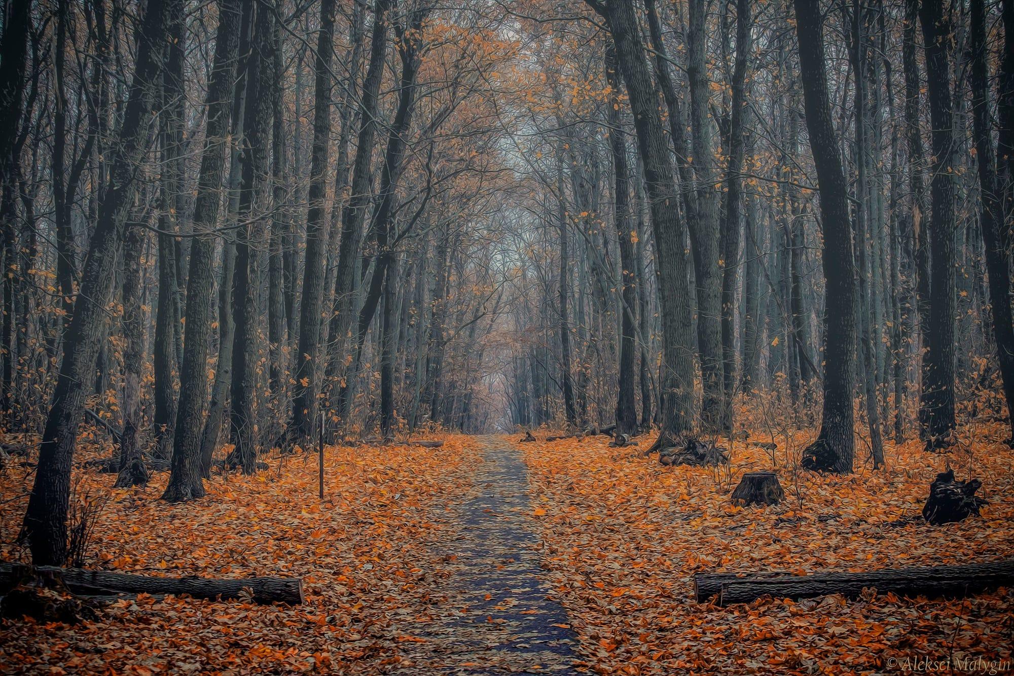 Autumn sketches - late fall in a forest