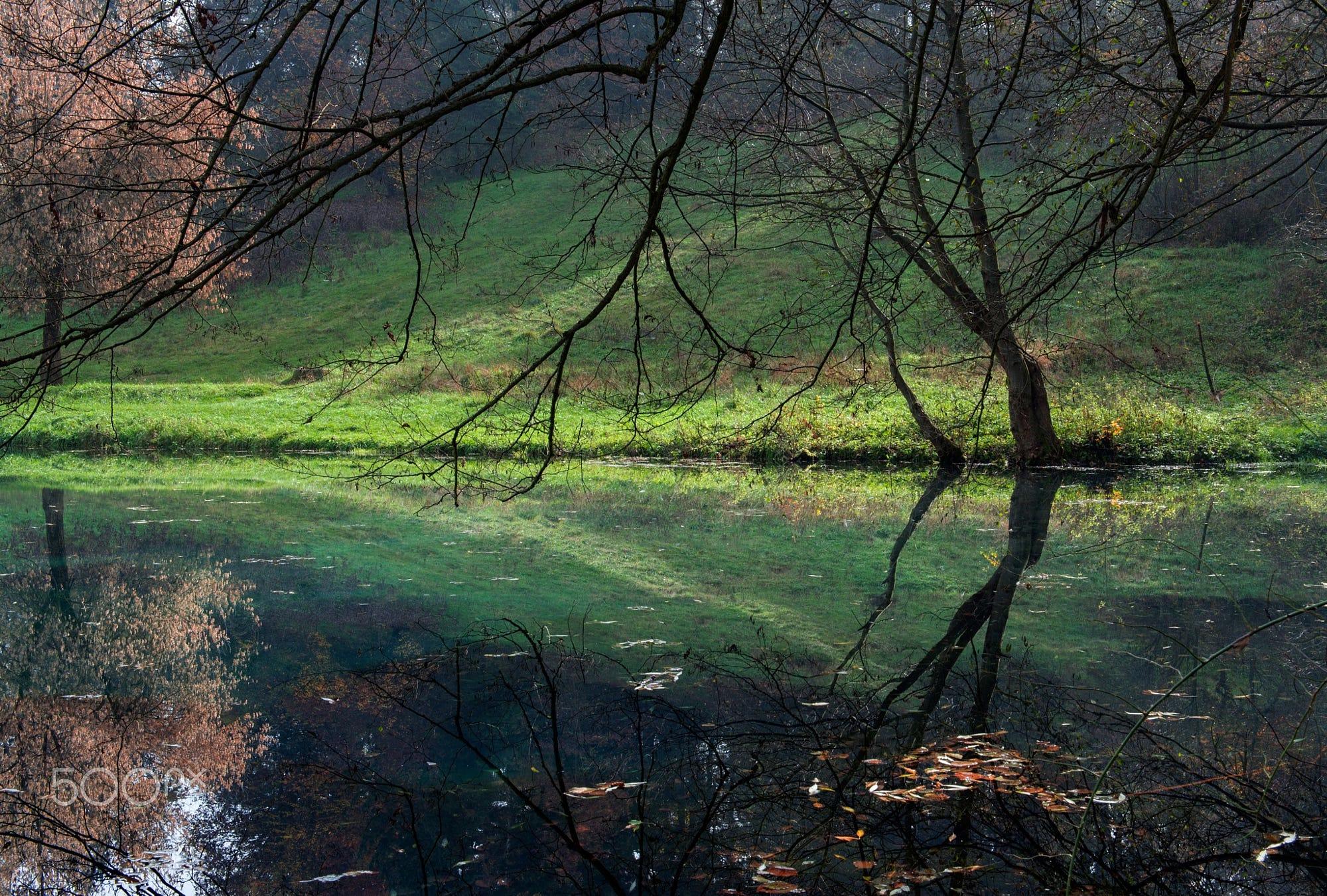 Grass in Sunlight